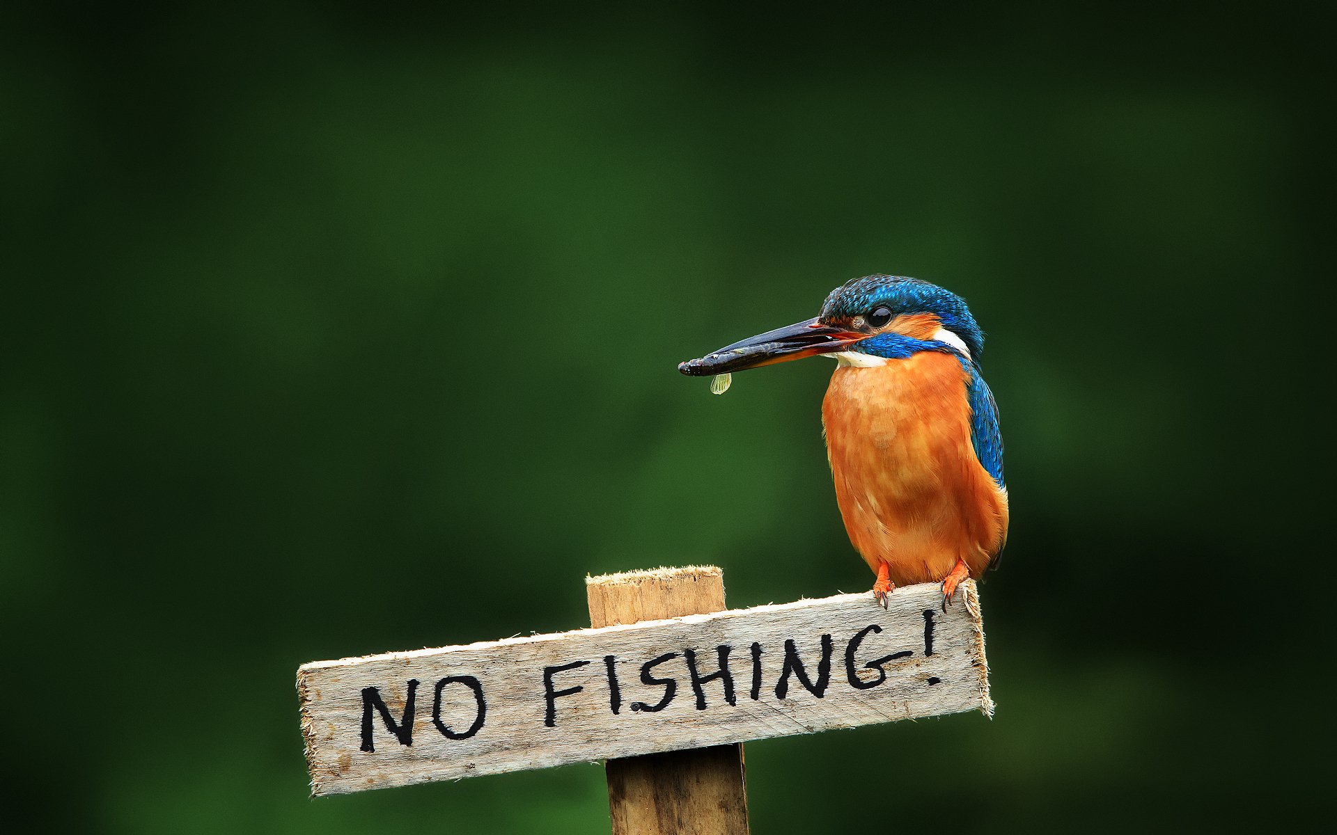 vogel eisvogel alcedo atthis eisvogel schild nicht fischen