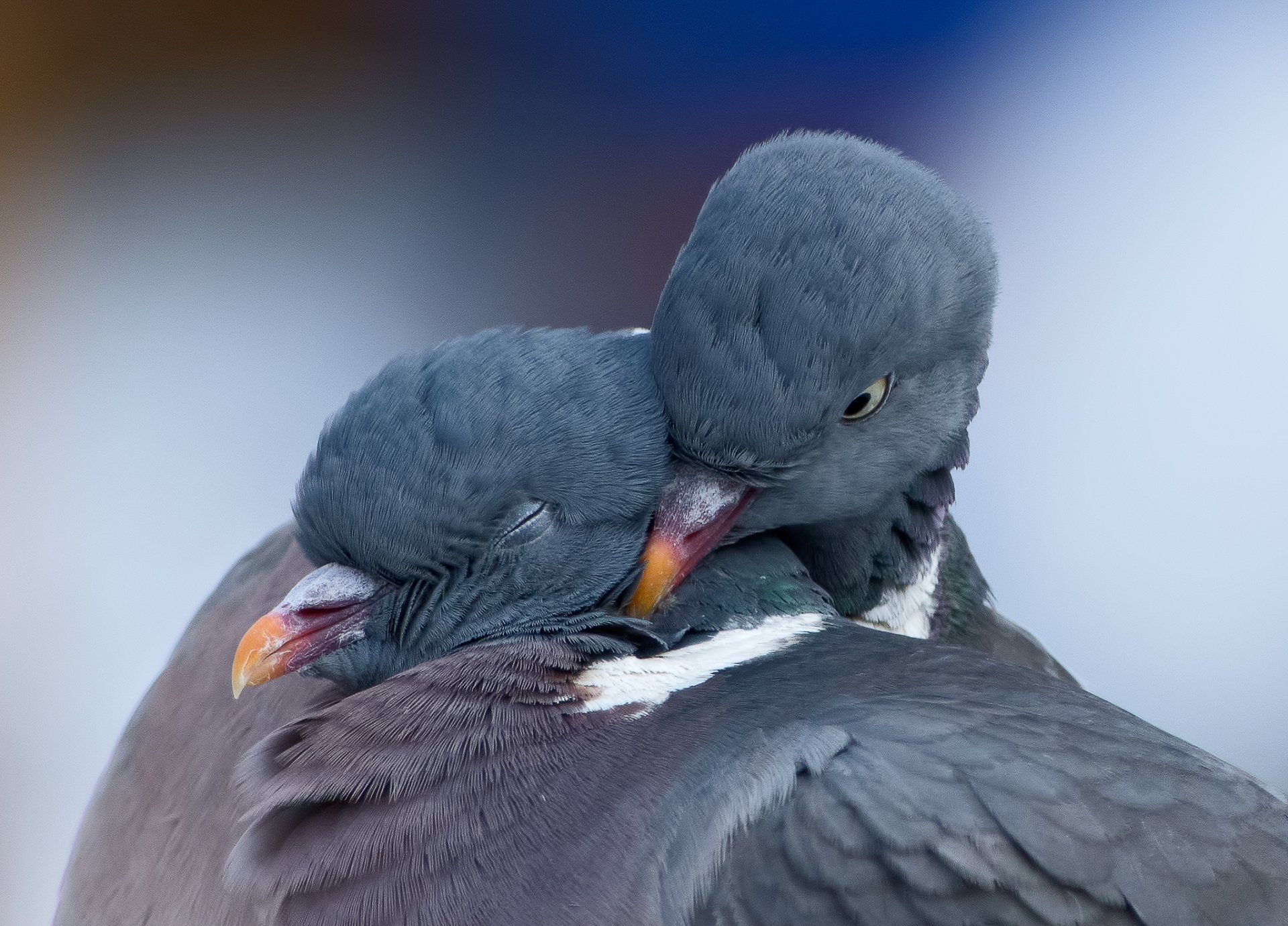 pigeons printemps amour oiseaux couple