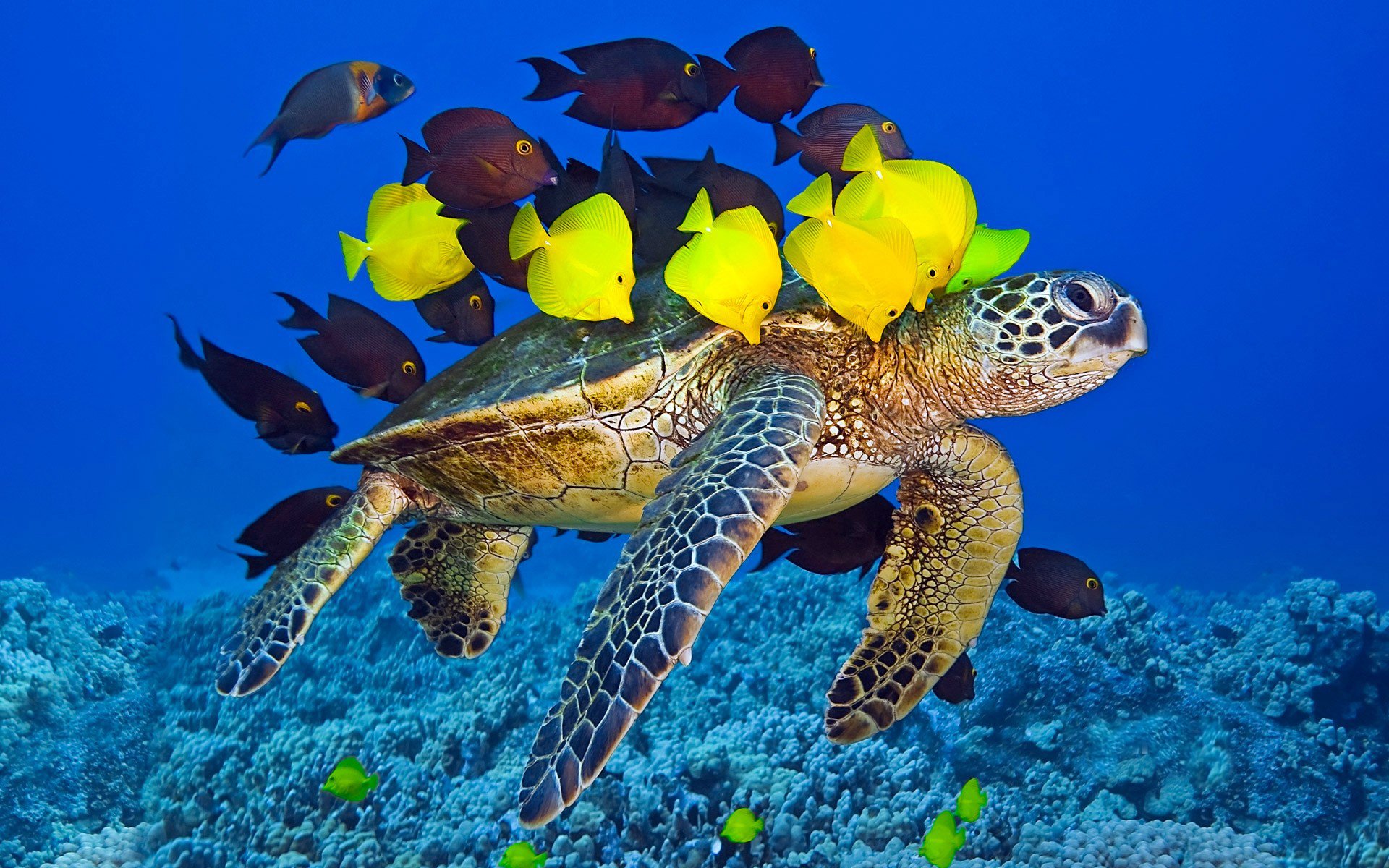 tortuga océano bandada peces submarino mundo