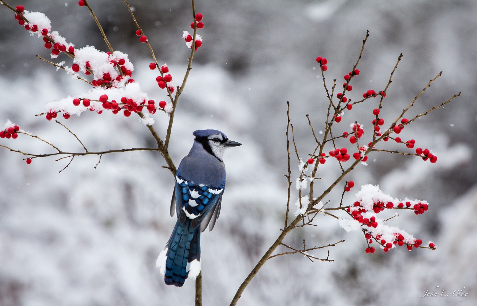 poultry jay winter snow branches berrie