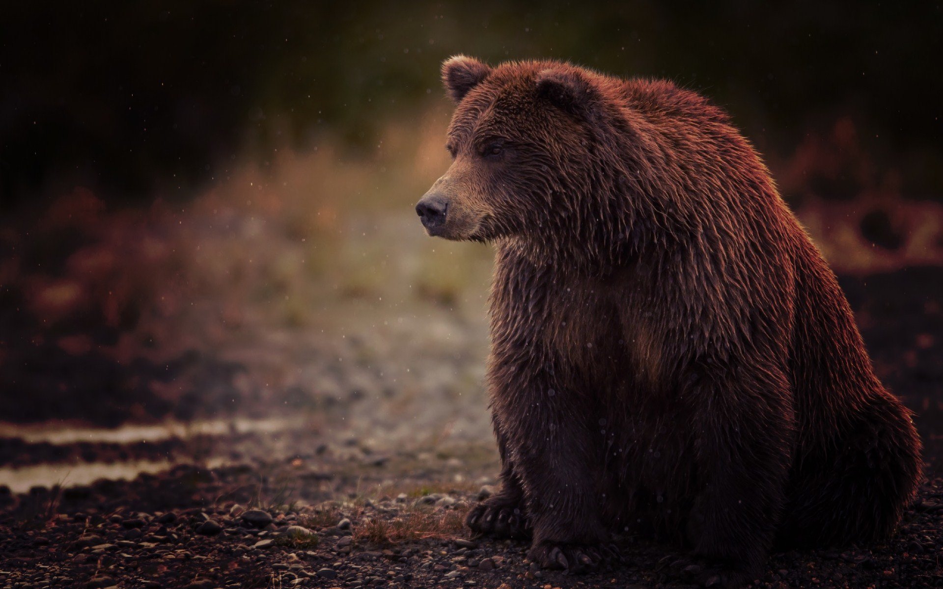 oso marrón mojado sentado pie zambo marrón dedo del pie