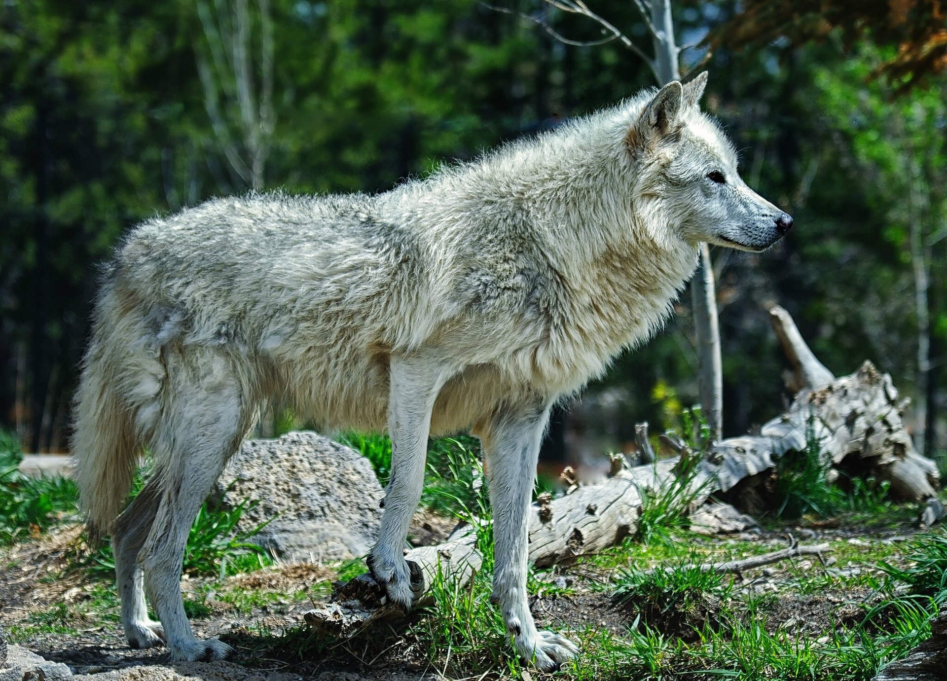 wolf raubtier wald