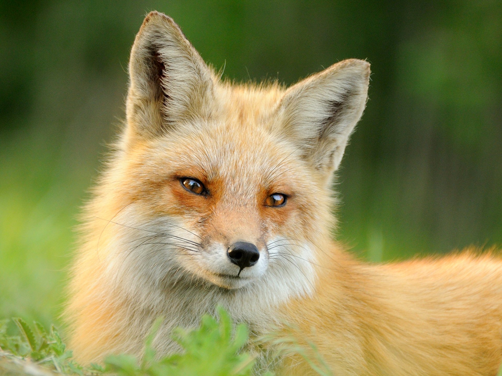 fuchs tier rotschopf wolle schnauze sommer gras