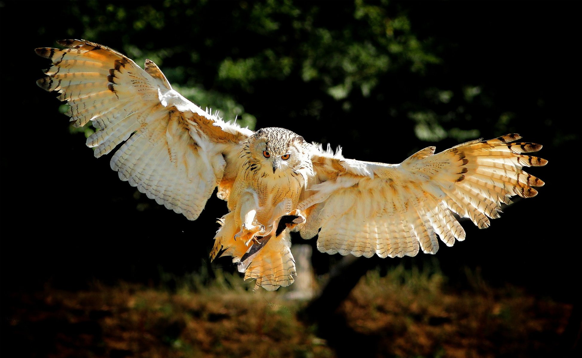 uccello gufo ali volo