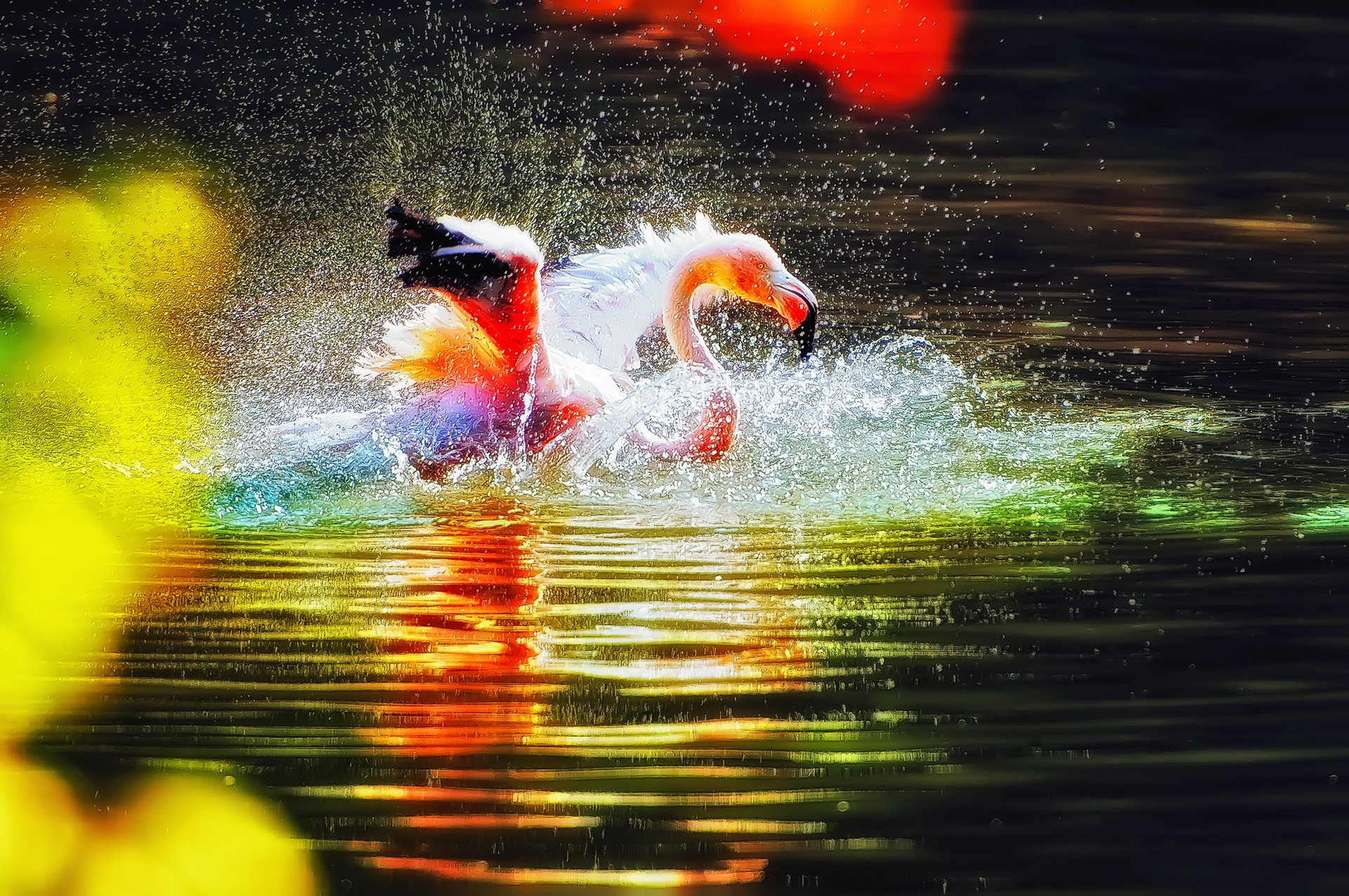 uccello acqua increspature spruzzi rosa fenicottero