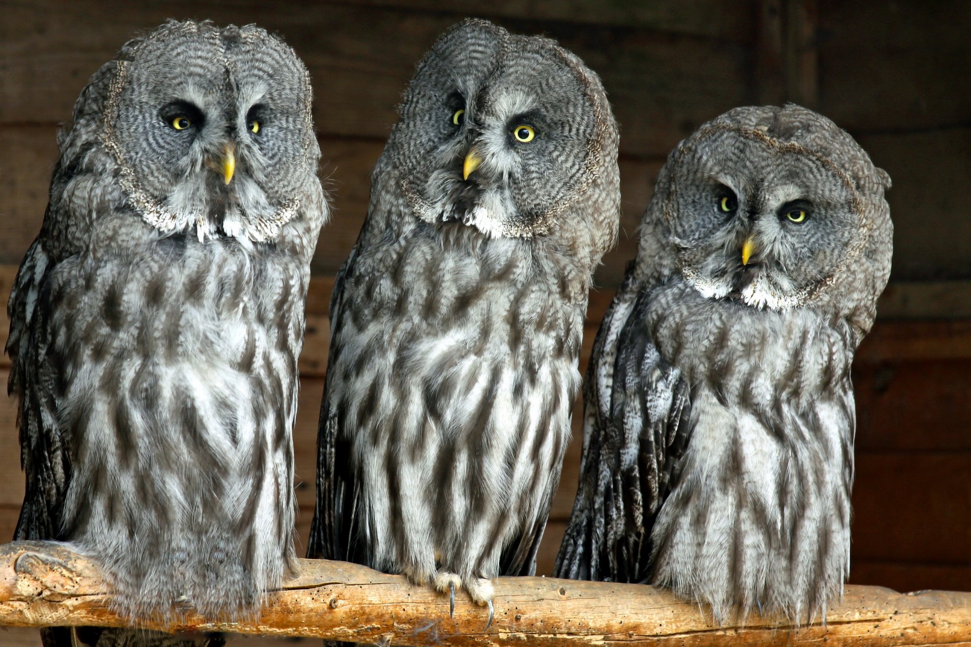 great gray owl great grey owl lapland owl owl trinity