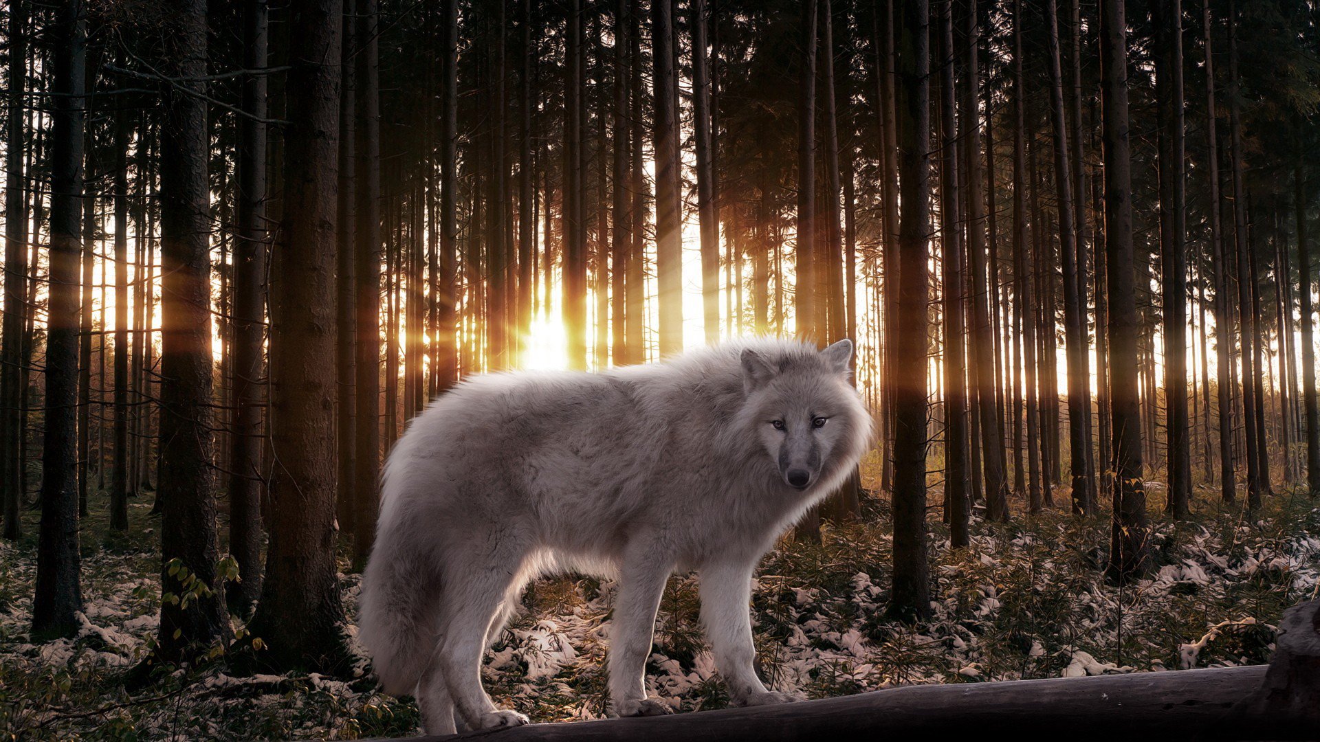 wolf wald bäume raubtier strahlen licht