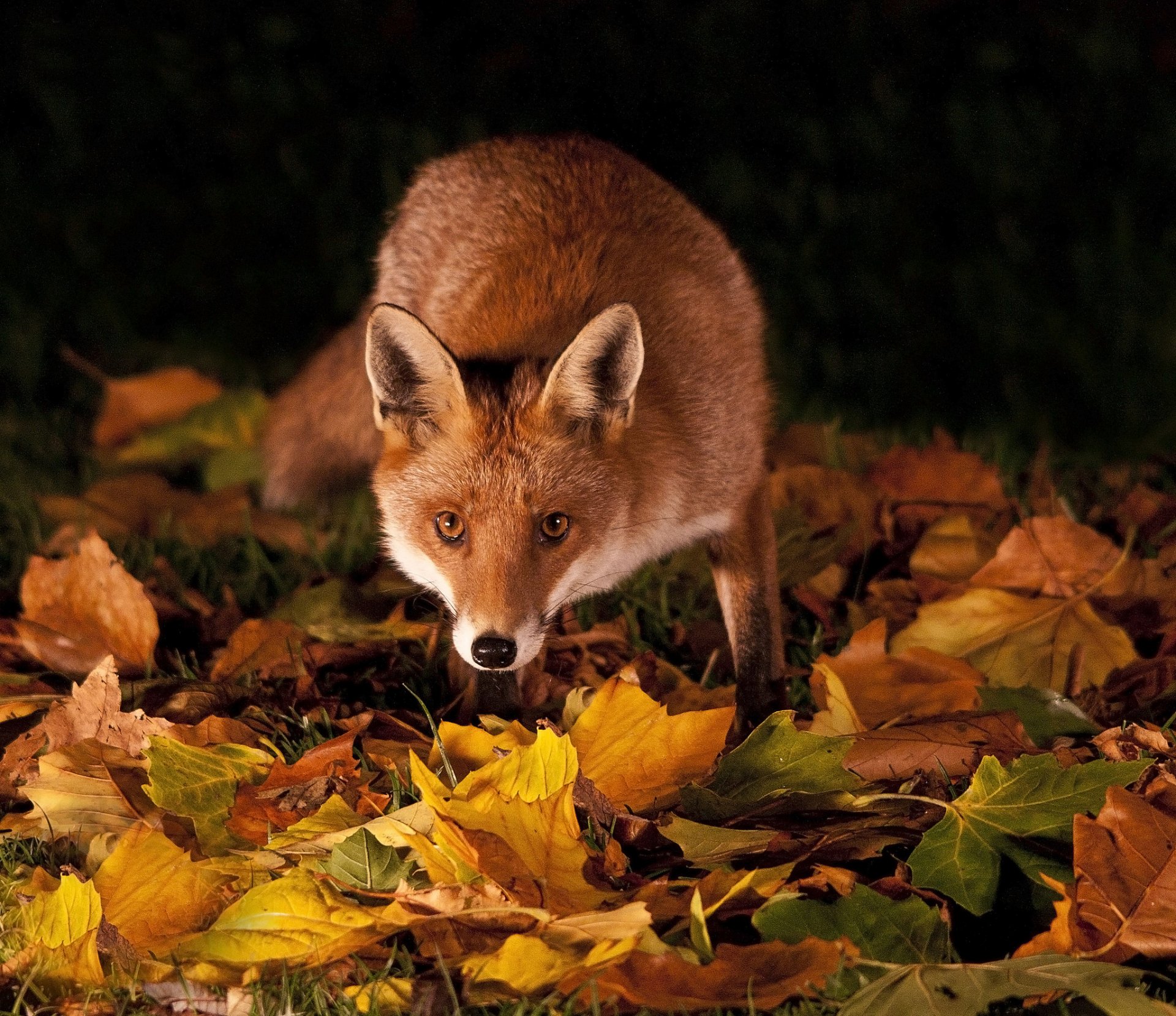 herbe feuilles automne nuit renard rousse