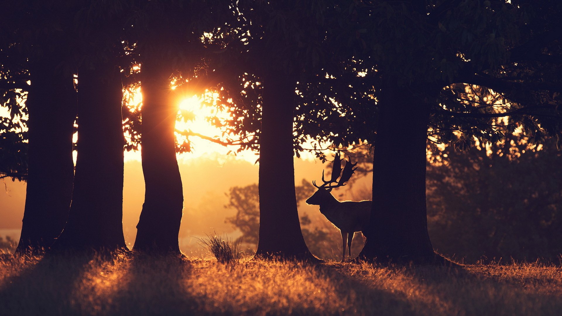 reindeer morning forest nature