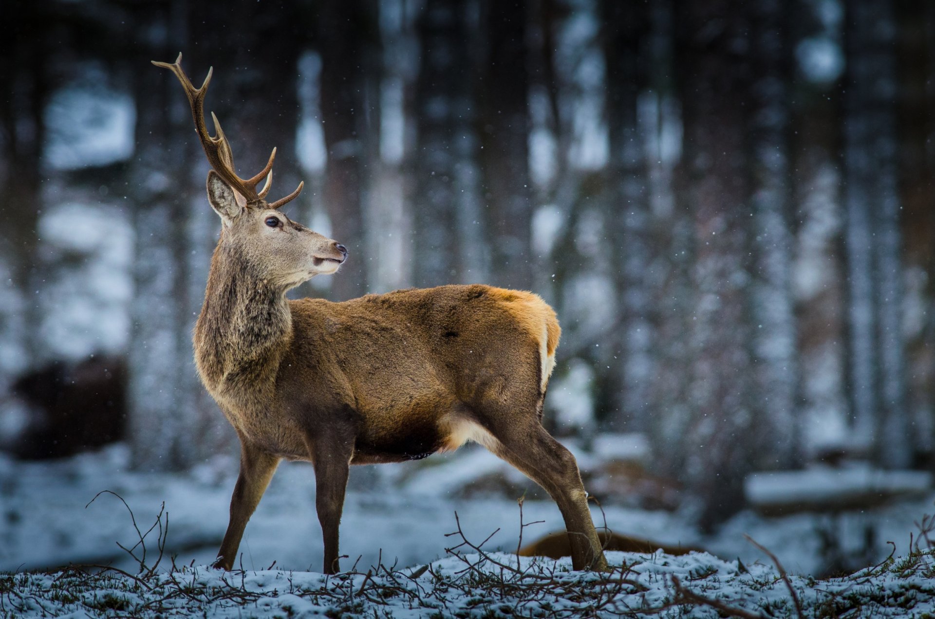 cervo foresta neve fauna selvatica