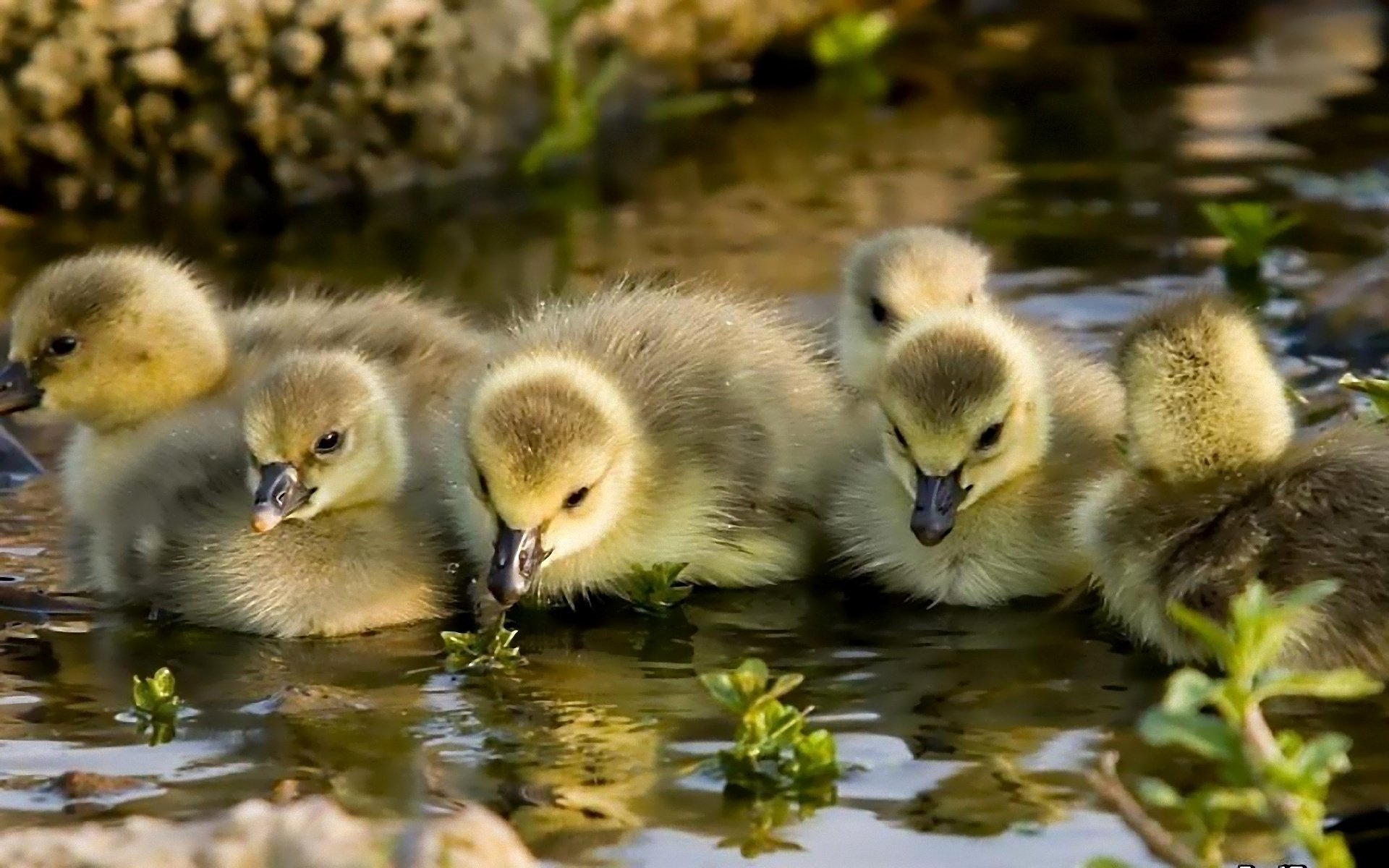 oies bébés eau poussins