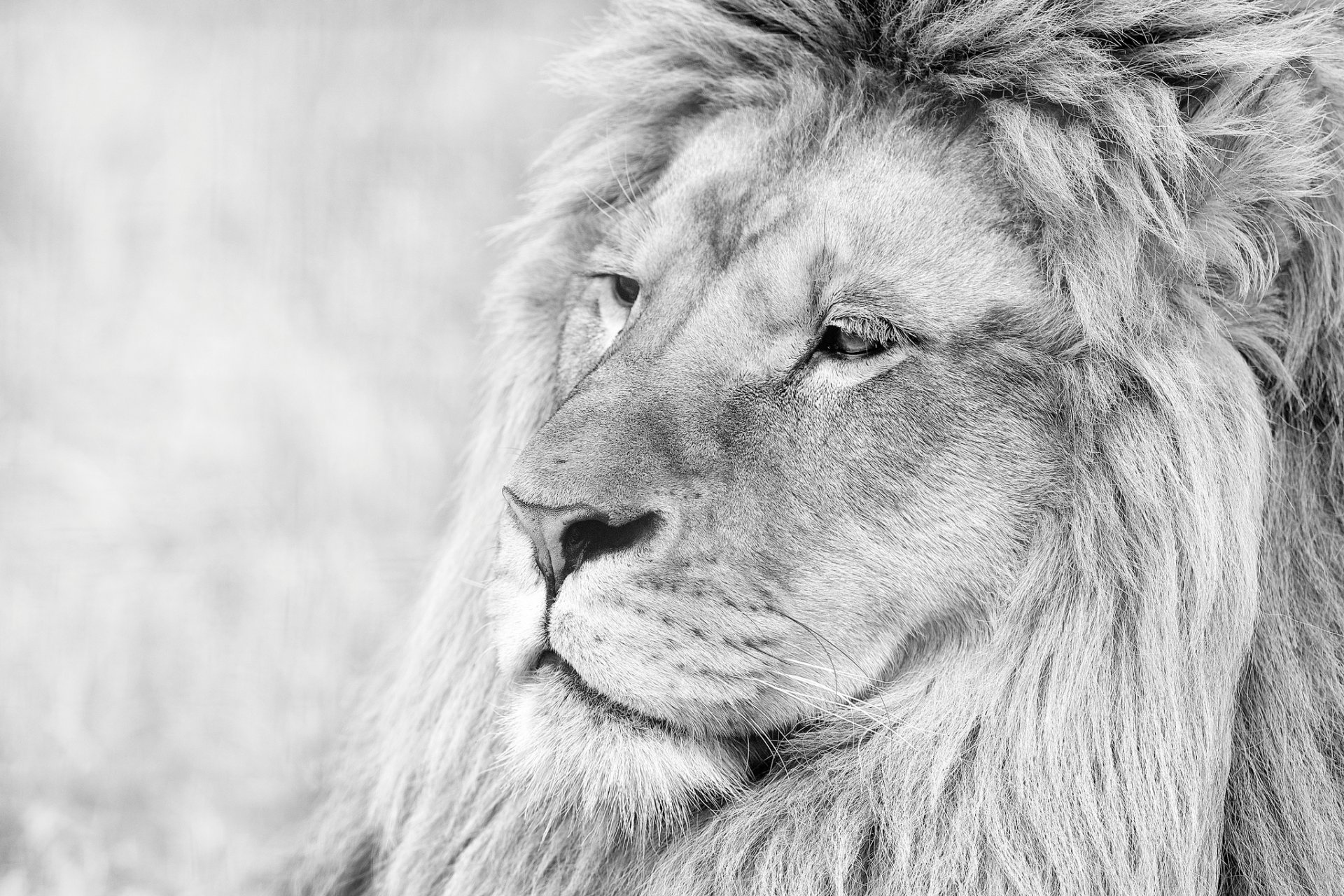 lion animal museau crinière noir et blanc