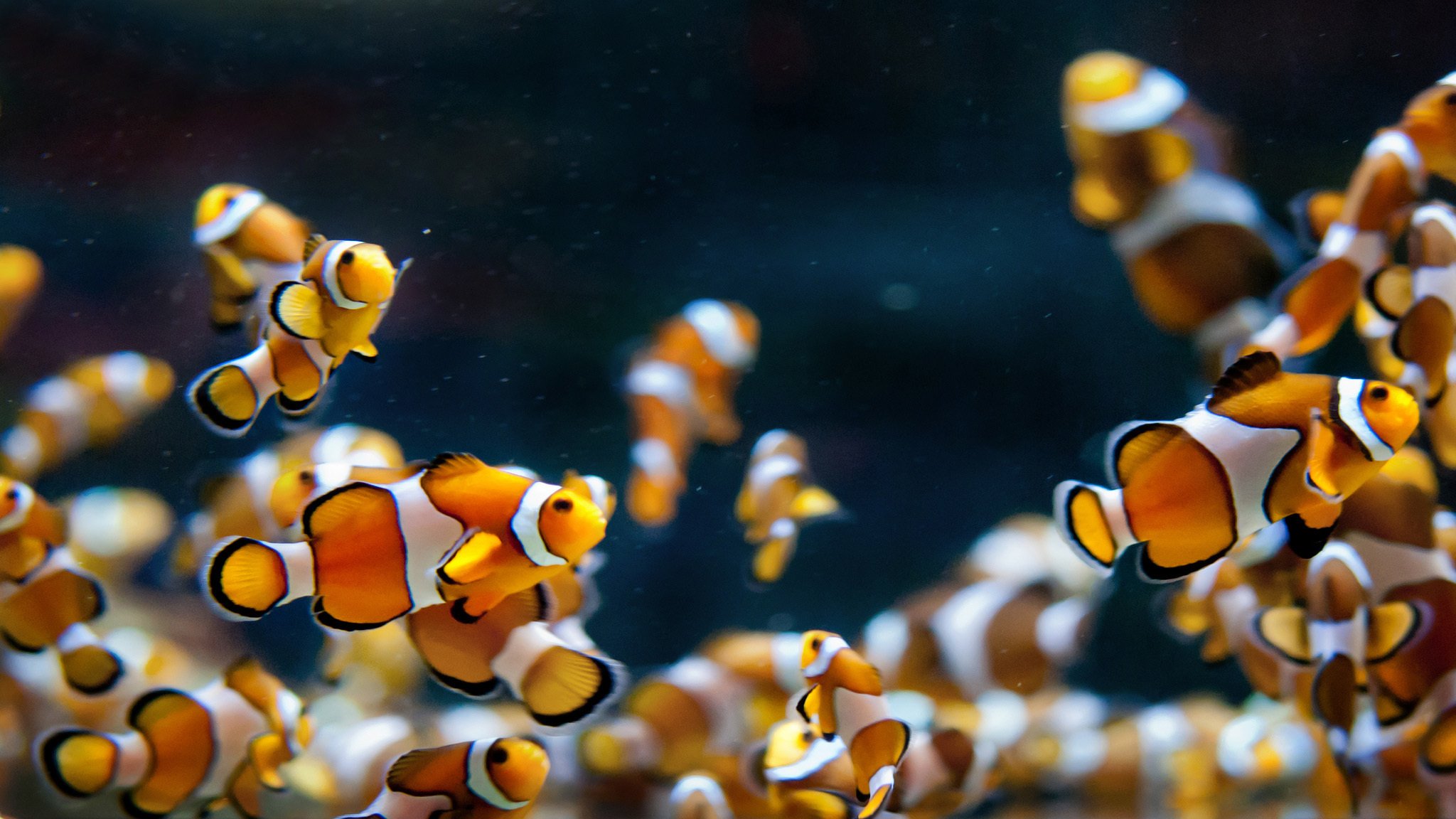 aquarium poissons clowns