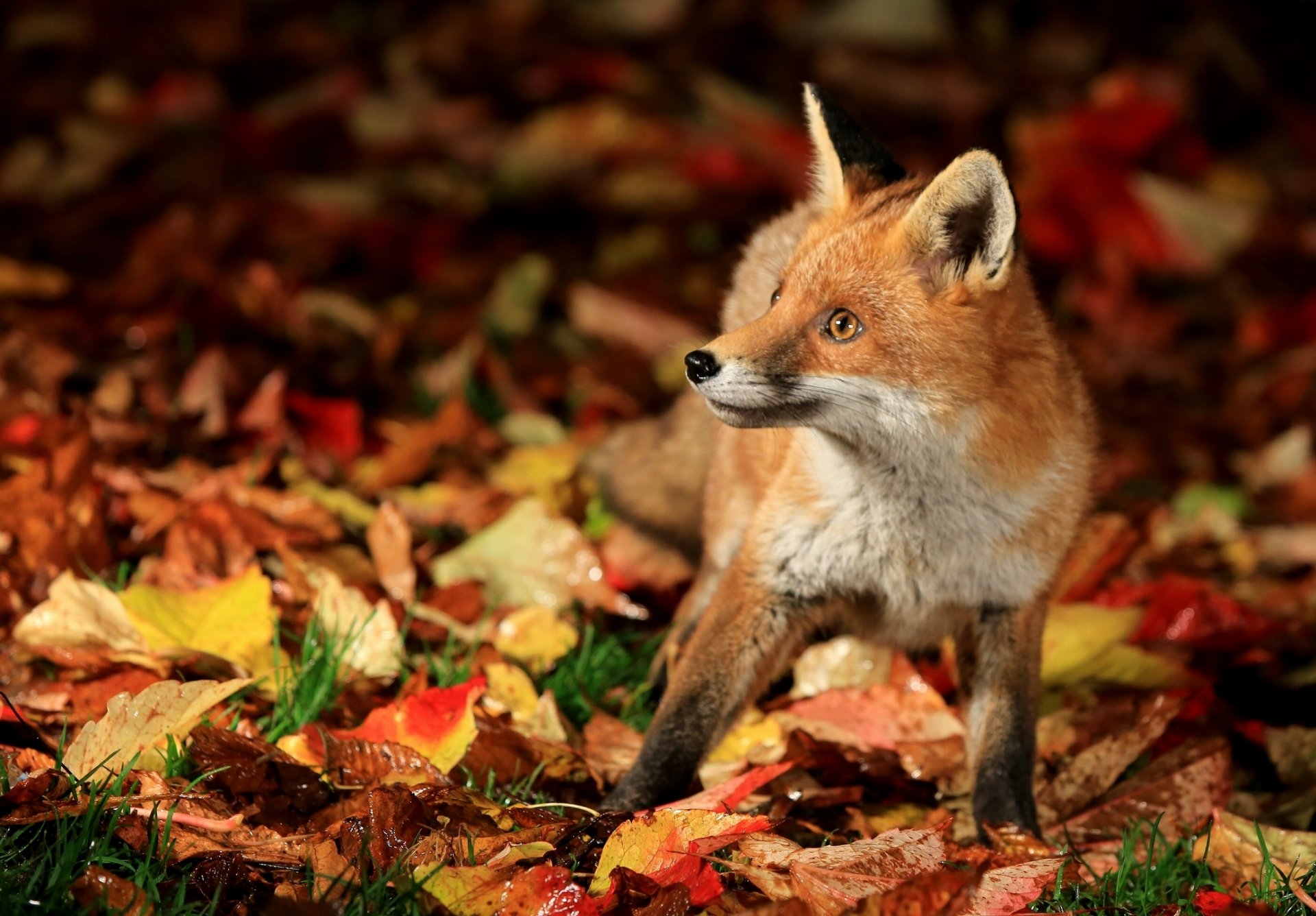 renard renard feuilles automne