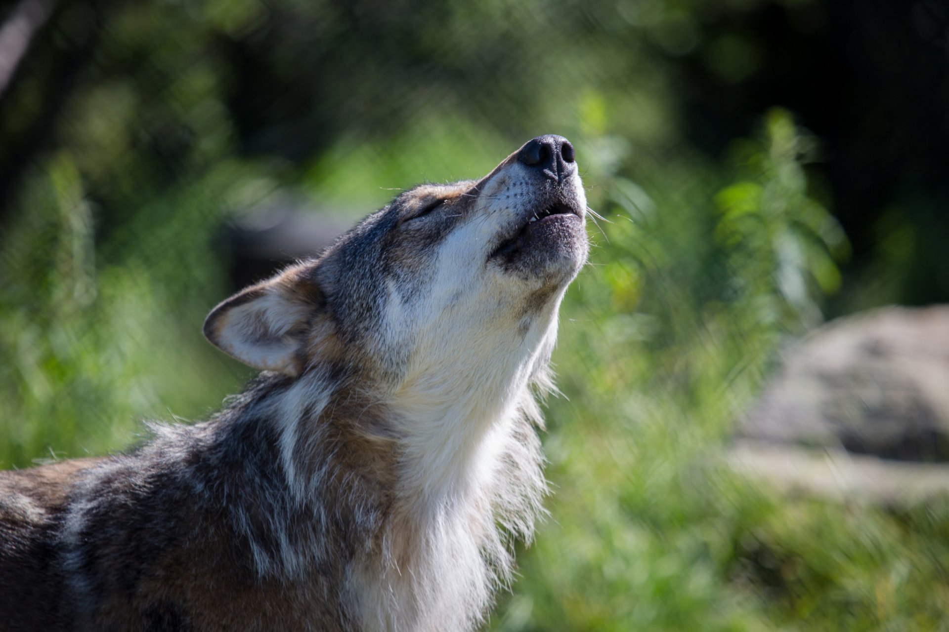 loup gris fond flou