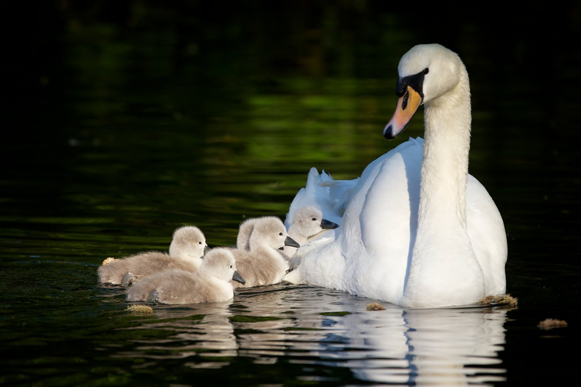 cisnes polluelos maternidad cisnes