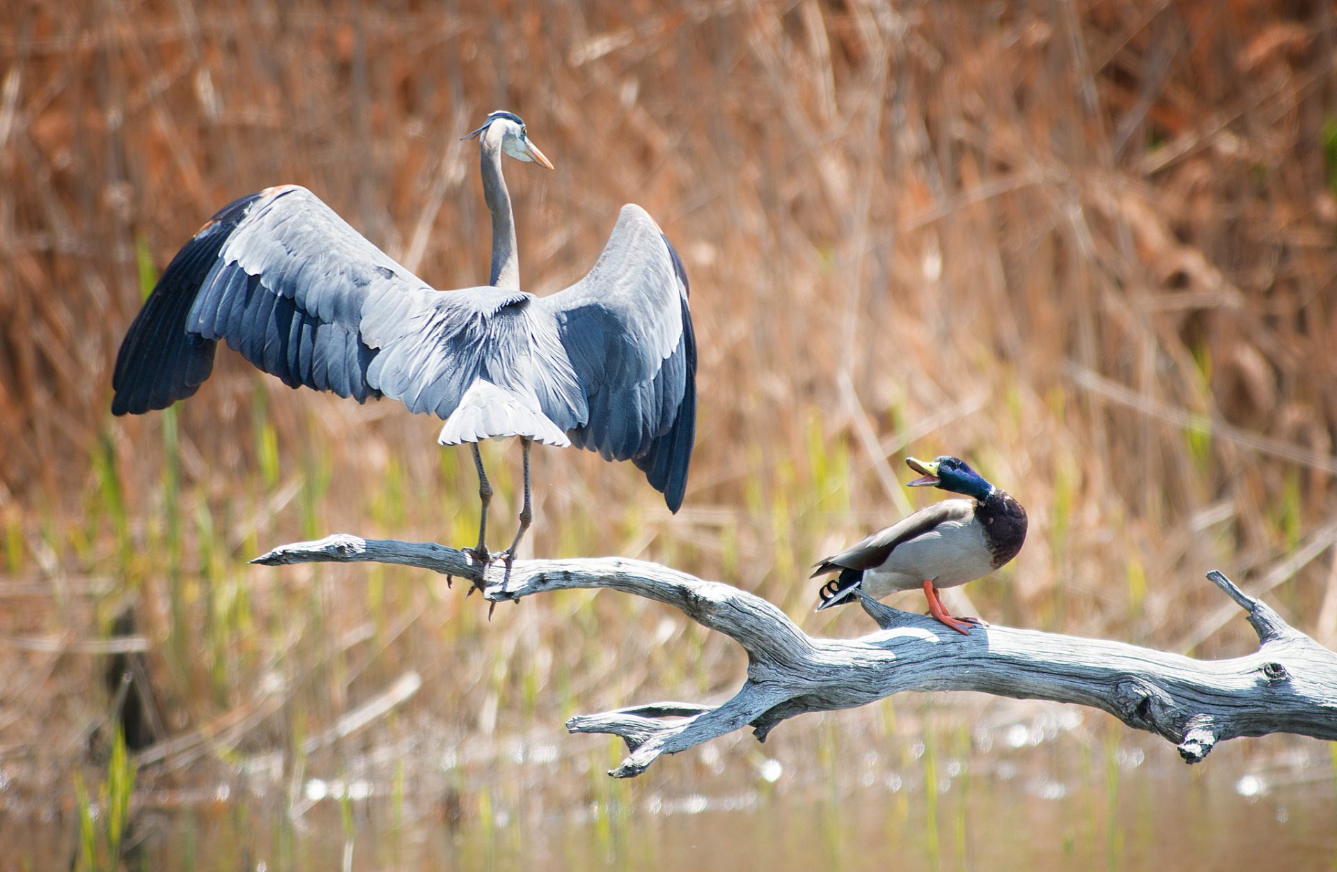 lake reed branch duck heron grey quarrel