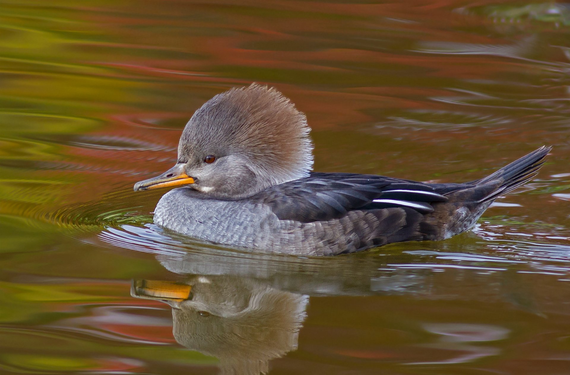 canard oiseau nage étang eau réflexion