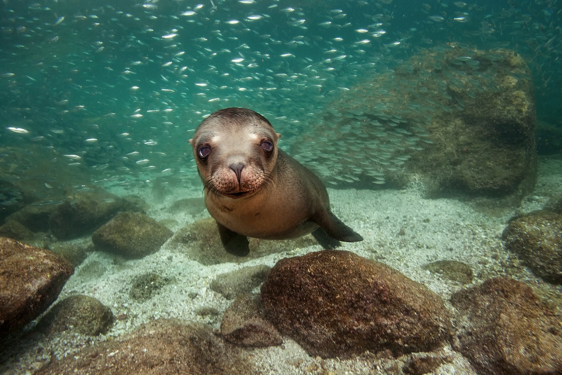 california sea lion northern sea lion black sea lion type of eared seals subfamily of sea lions mexico ocean james r.d. scott photography