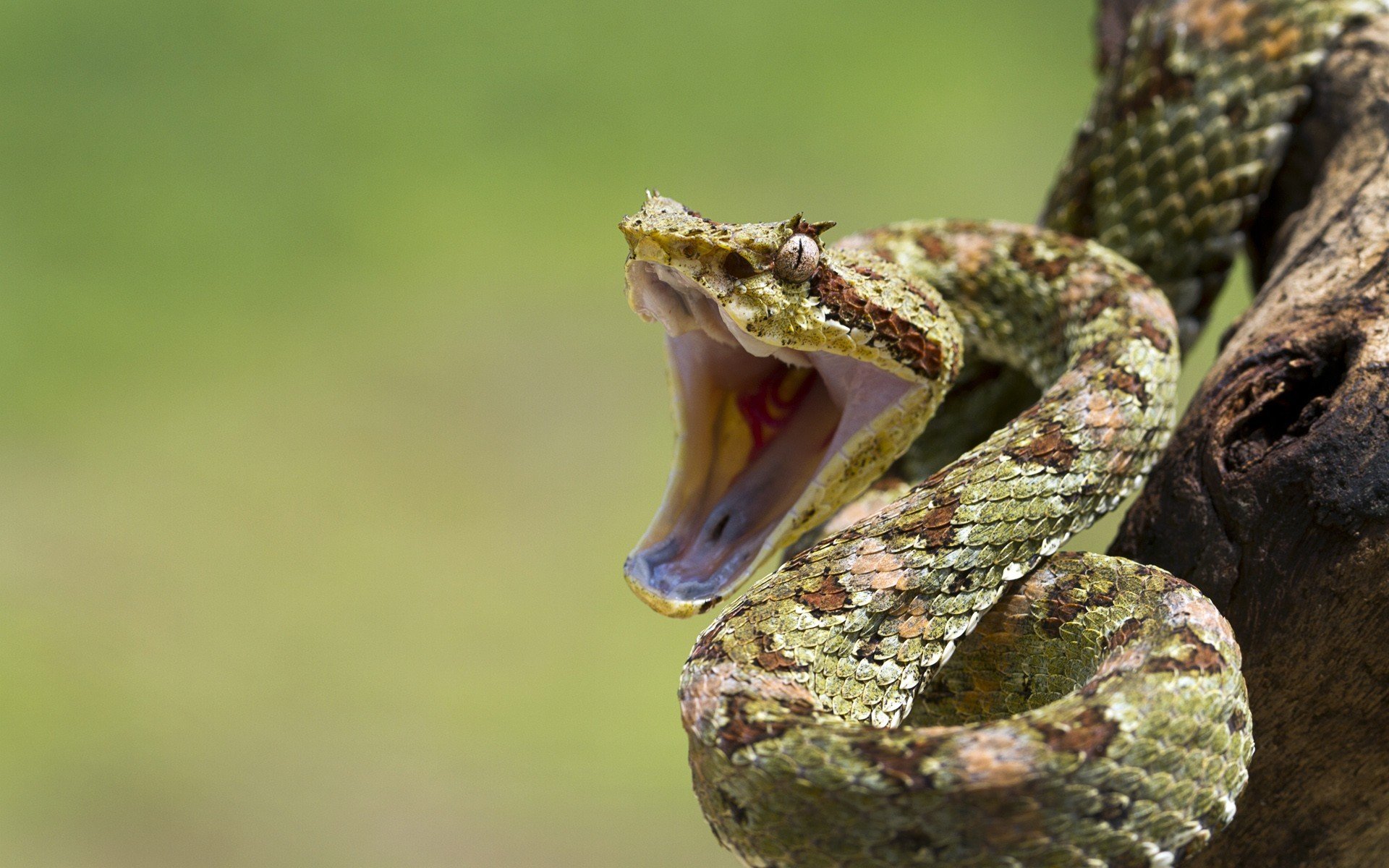 serpenti bocca occhio ramo rettili