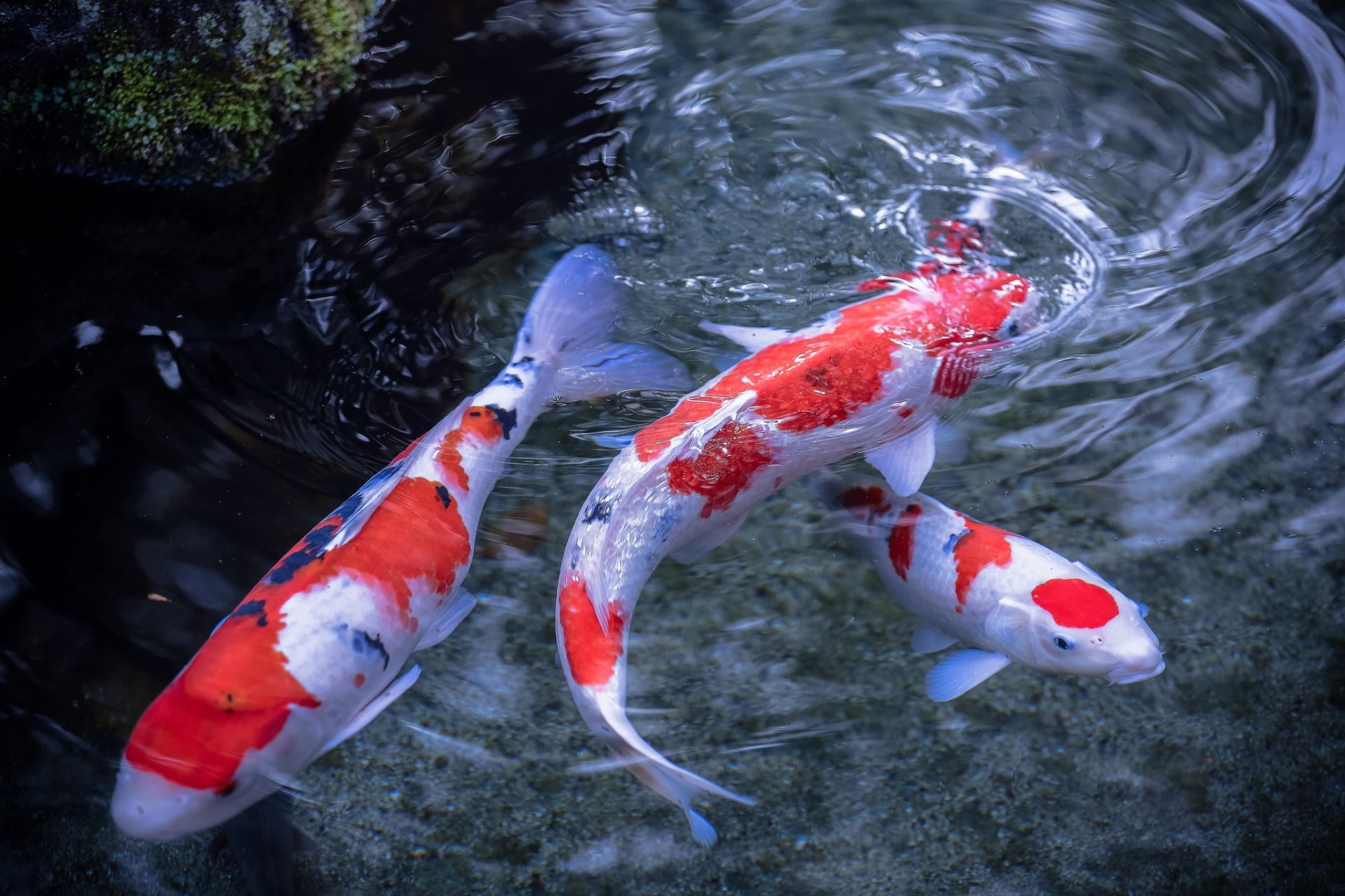 japanischer karpfen koi fisch wasser