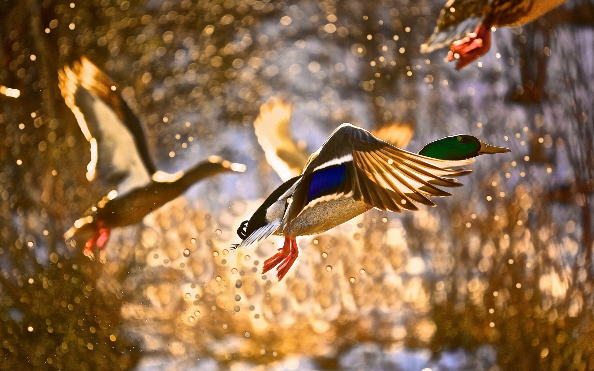 ente vogel fliegen spritzen