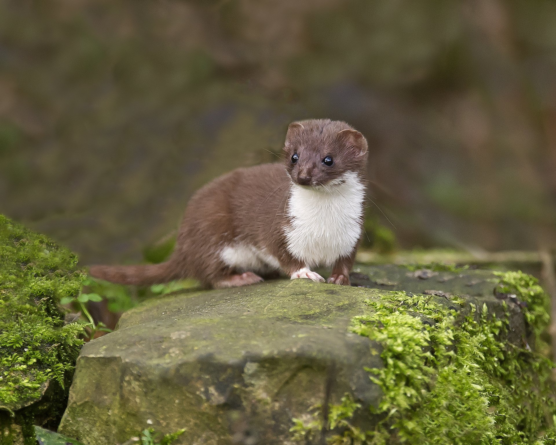 tone moss ermine