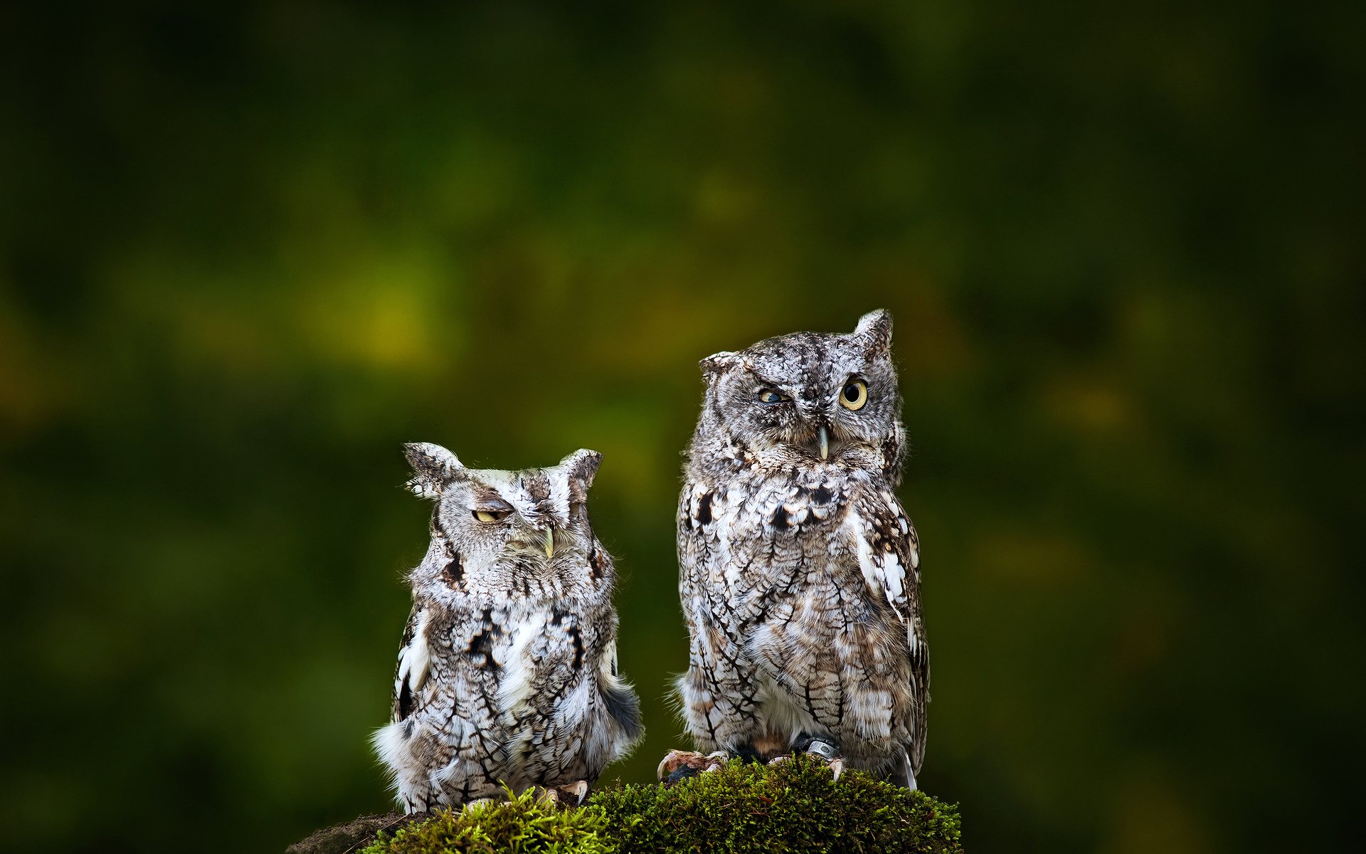 birds owl two background