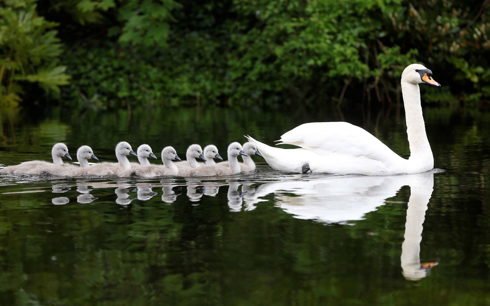 cisne polluelos agua reflexión