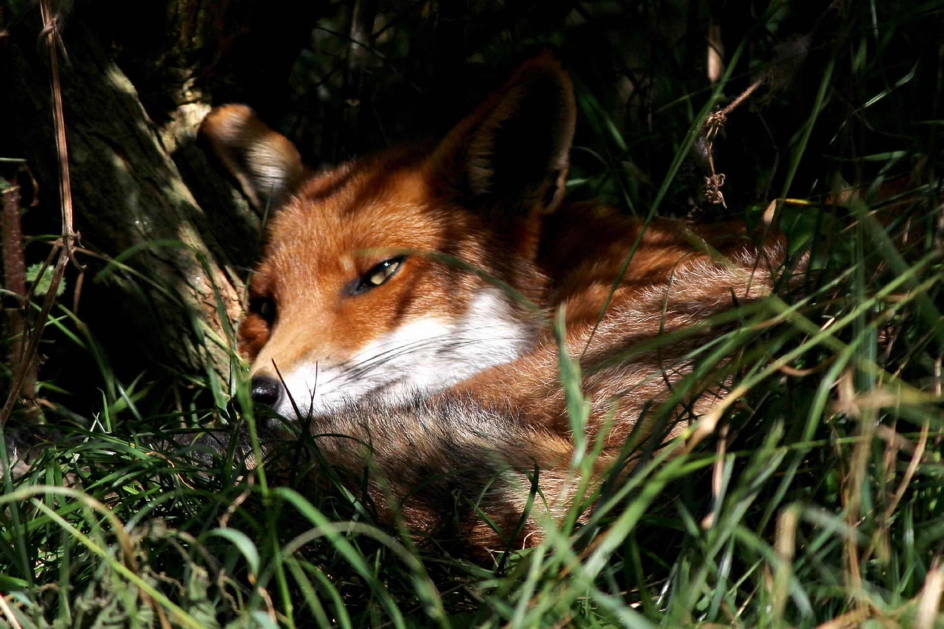 fox nature summer