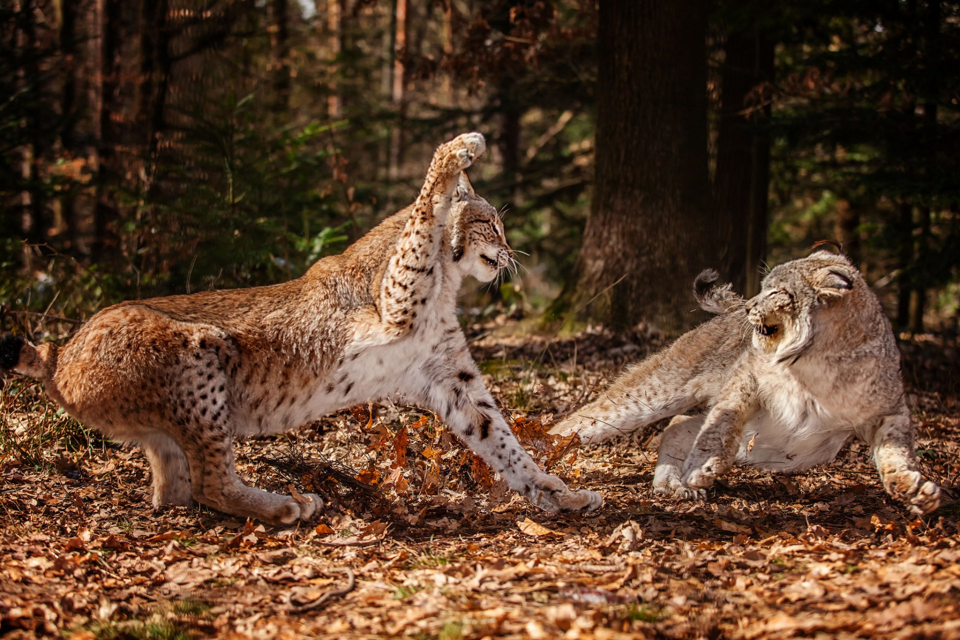 forêt feuilles automne lynx deux combat