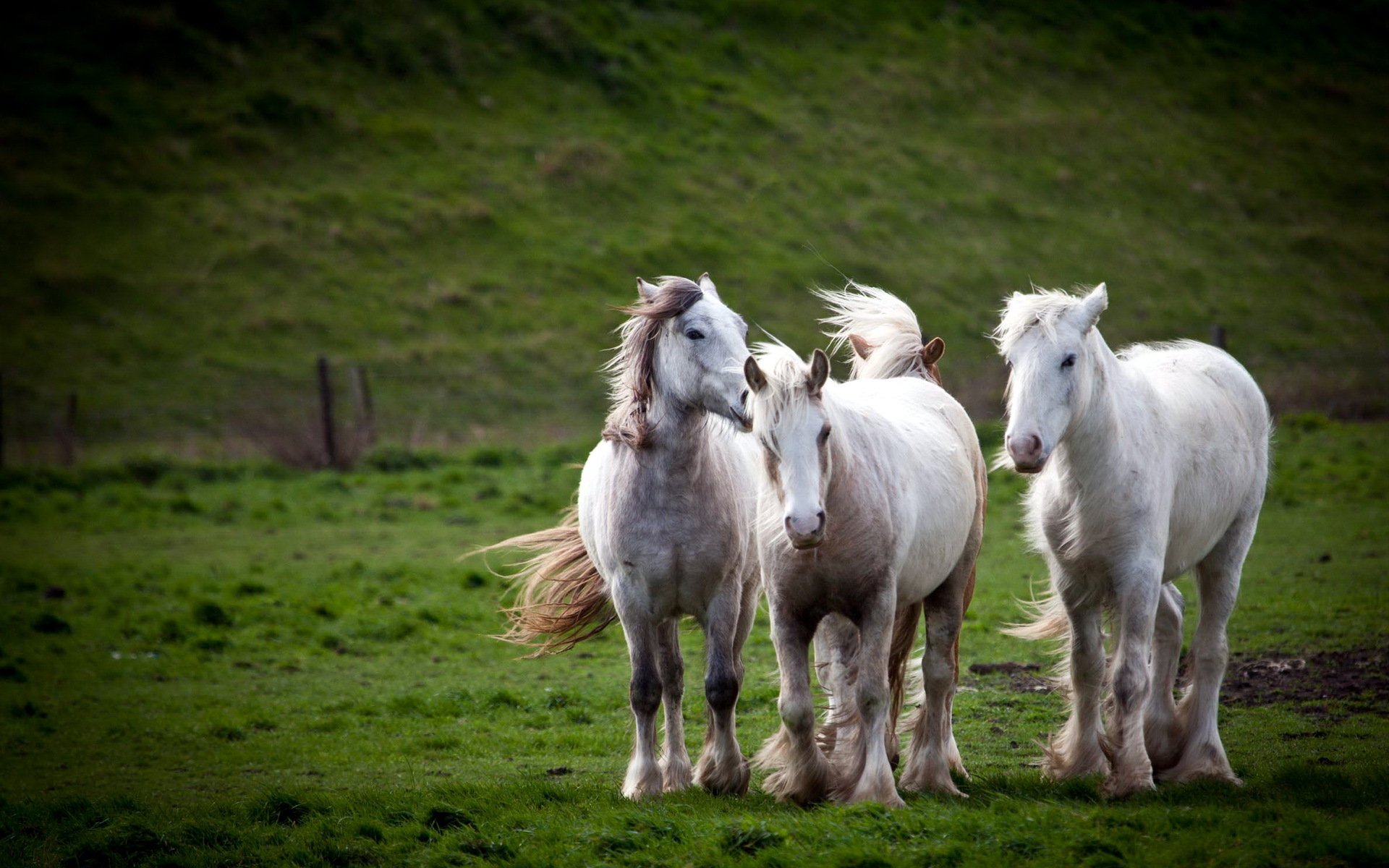 pferde feld natur