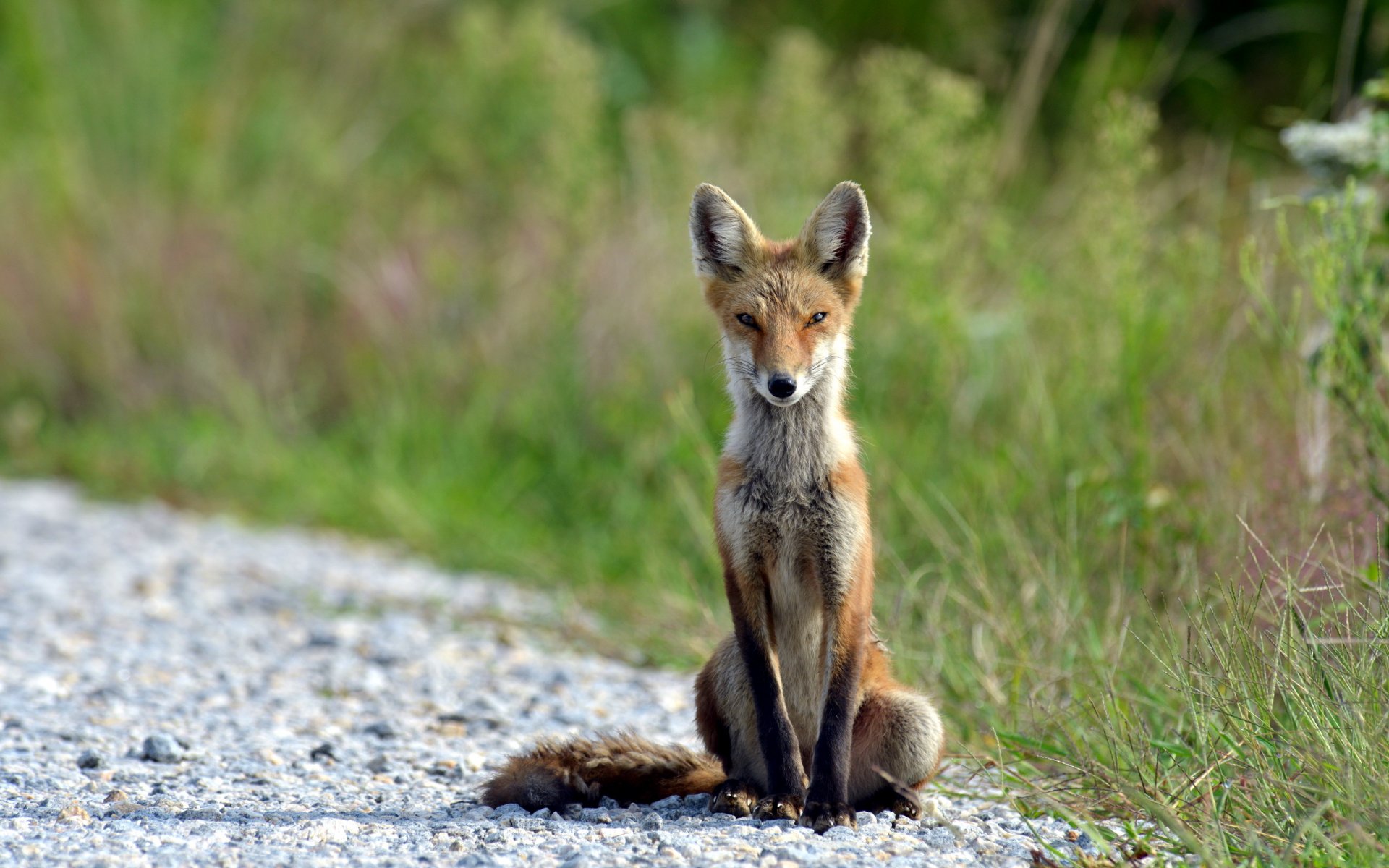 fox nature summer