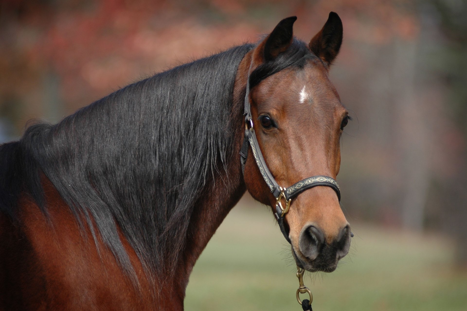 cavallo cavallo baio muso