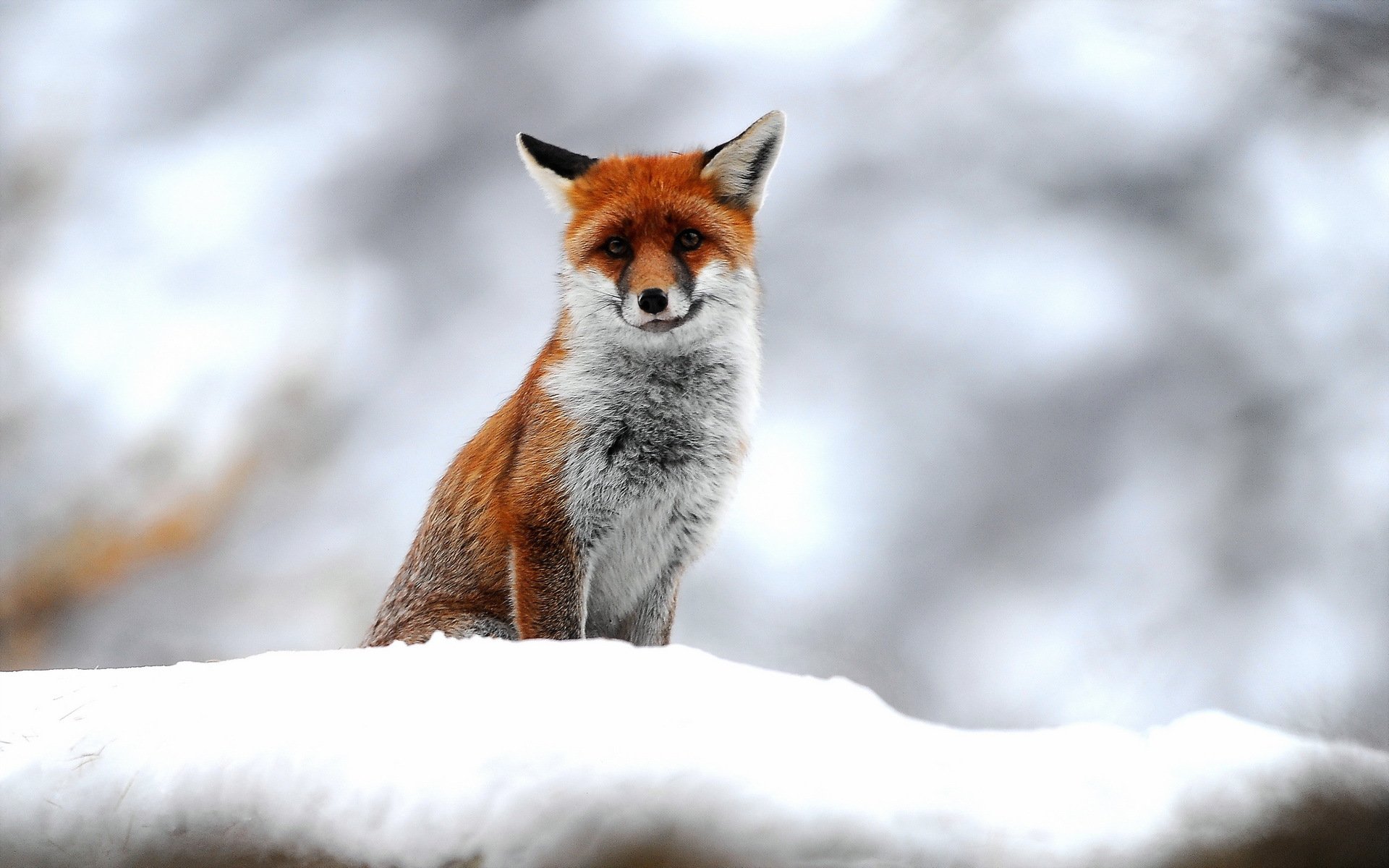 fuchs schnee natur