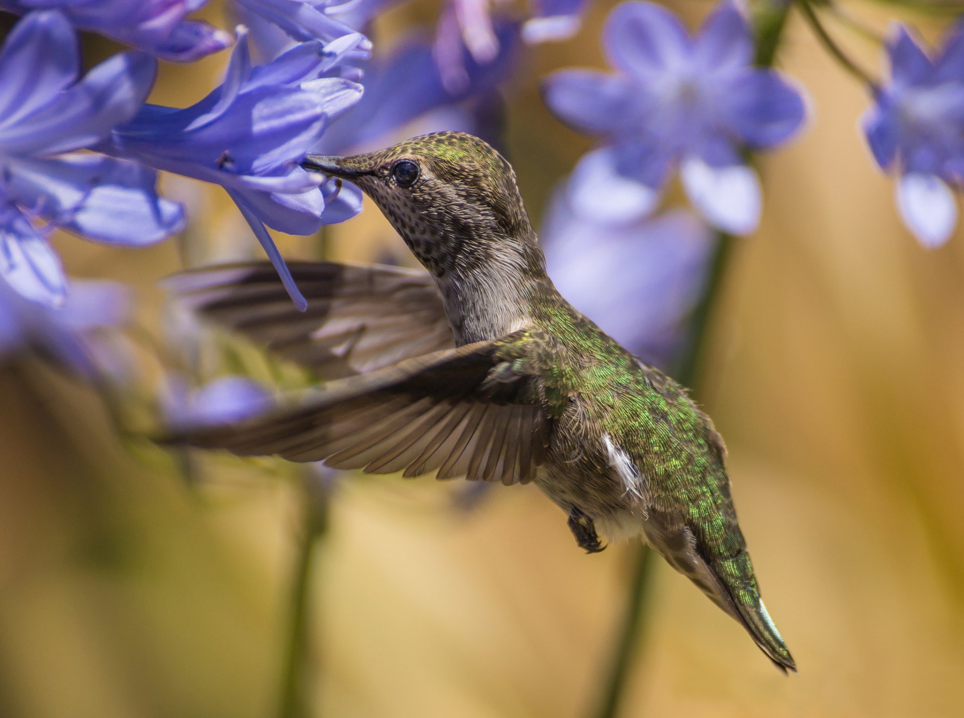 flower blue agapanthus poultry hummingbird