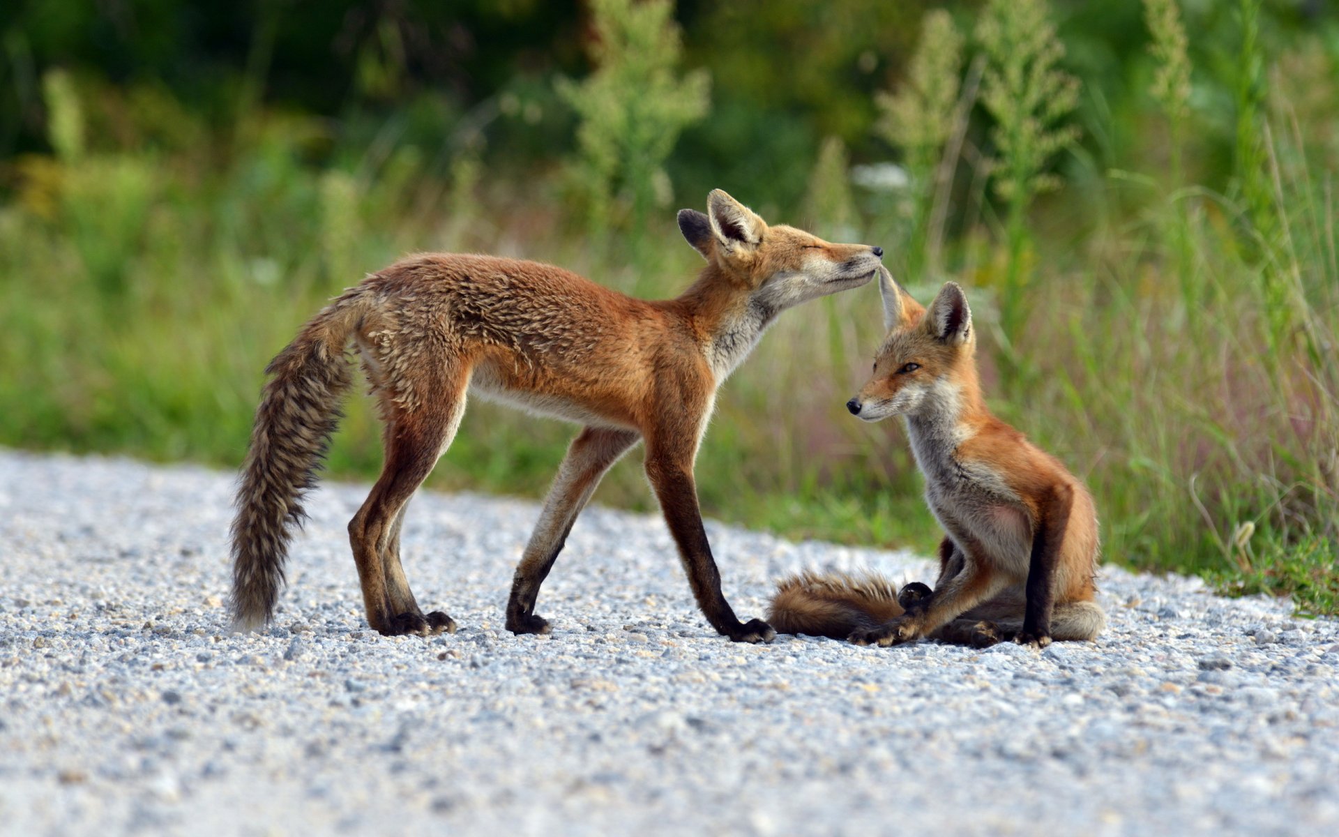 füchse natur sommer