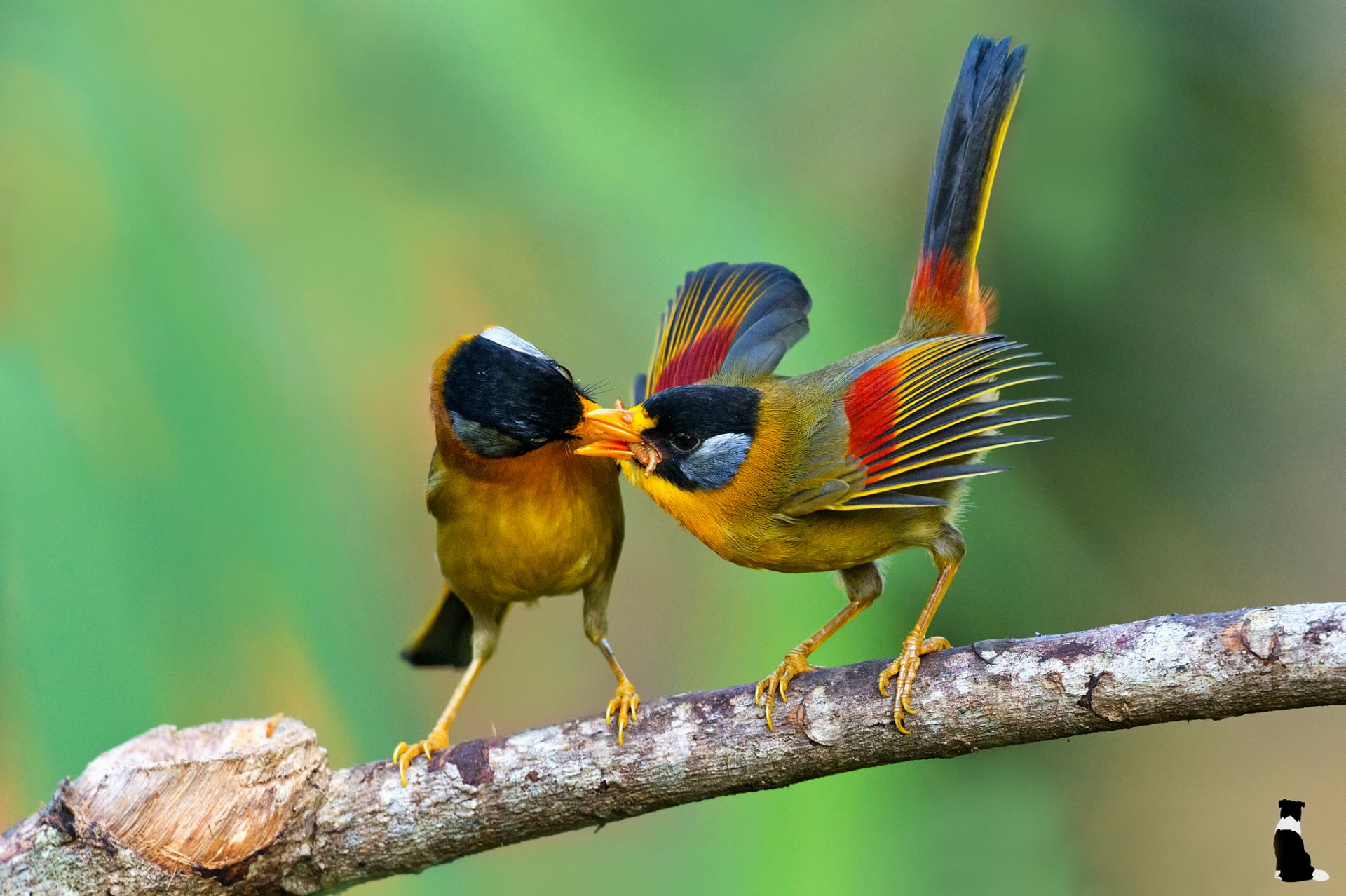 uccelli argento dalle orecchie mesia leiothrichidae cibo ramoscello k. s. kong