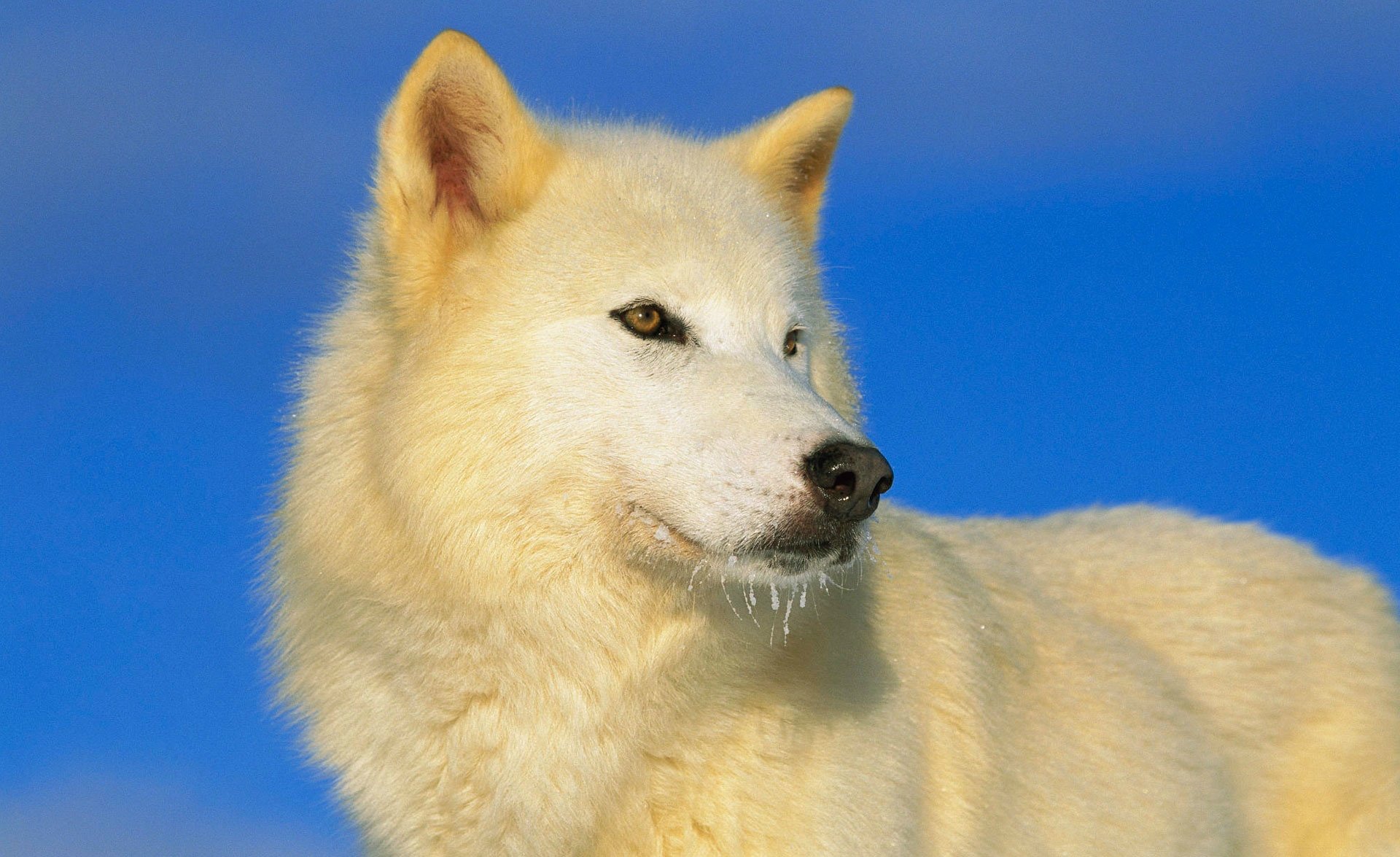 weißer wolf raubtier blick himmel blau