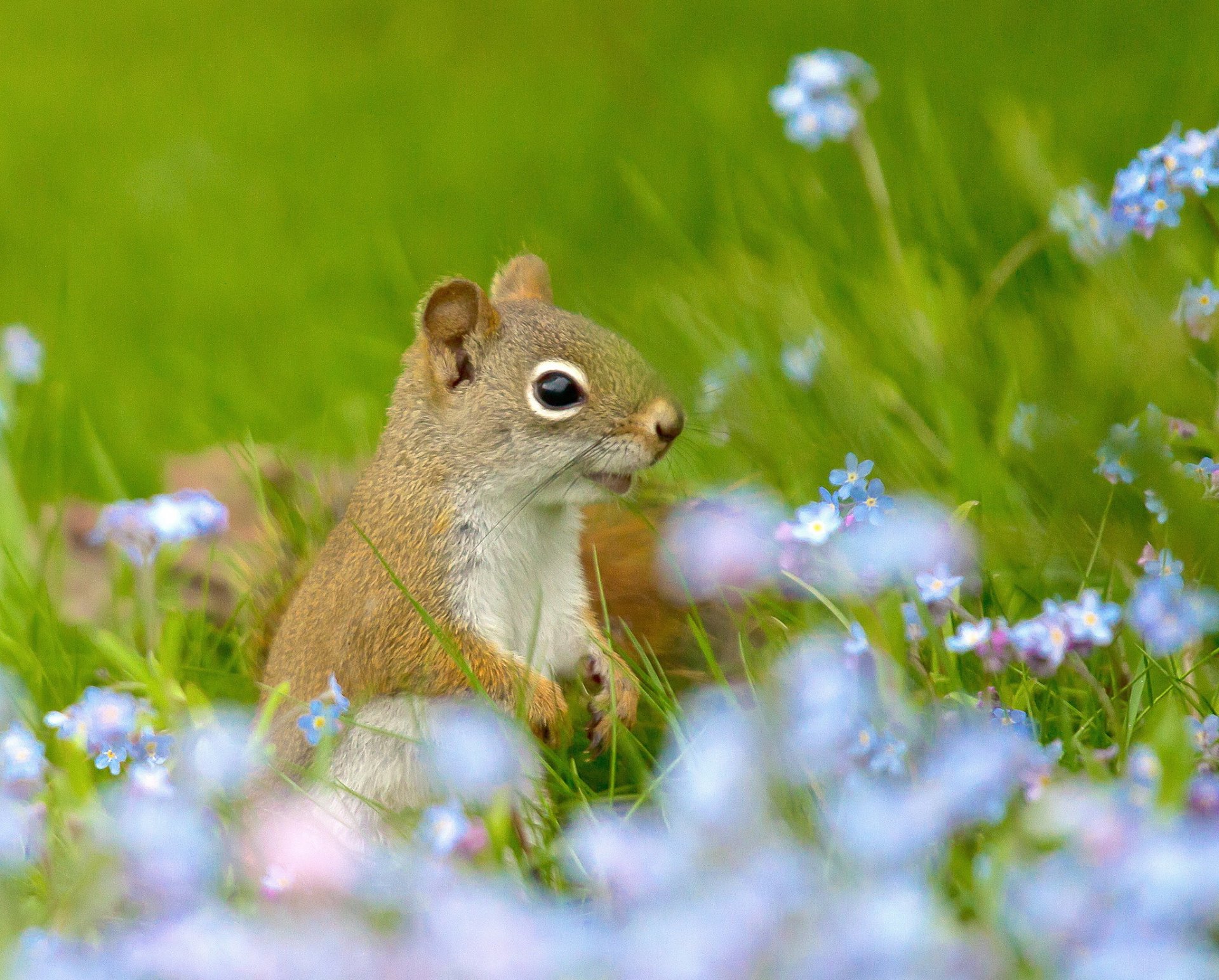 the field grass flower me-nots protein red