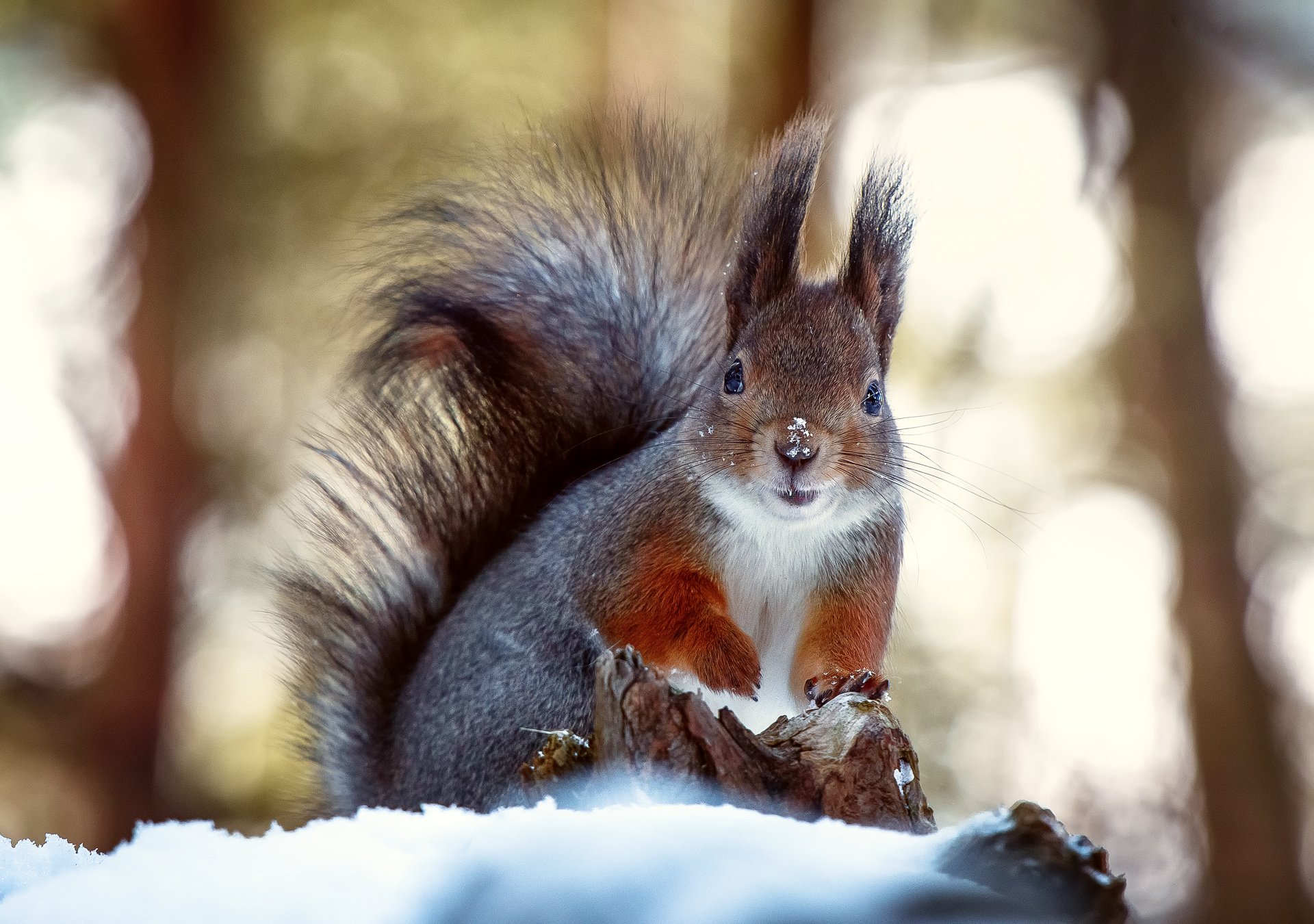 ardilla invierno nieve abrigo de piel nariz