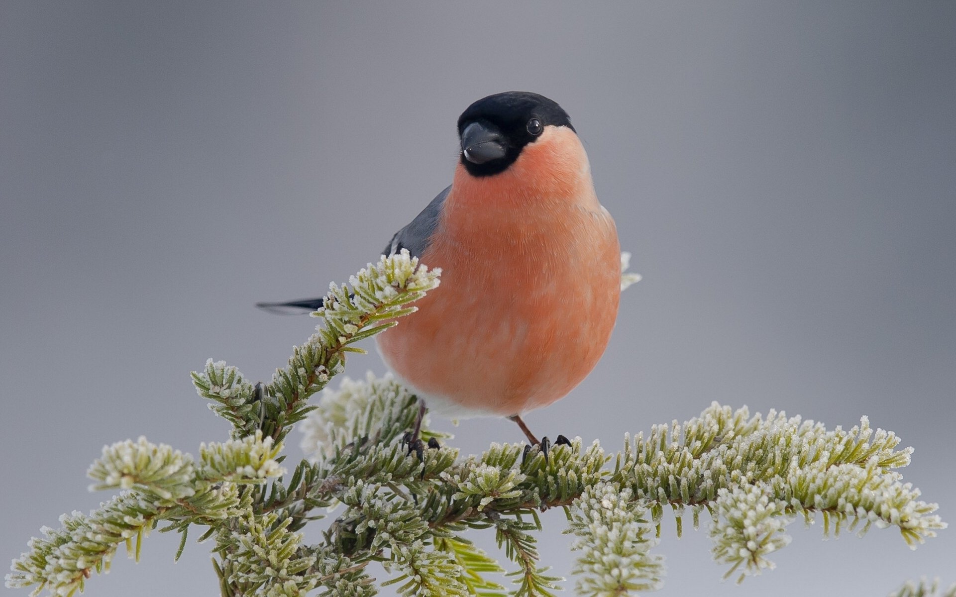 bouvreuil oiseau branche