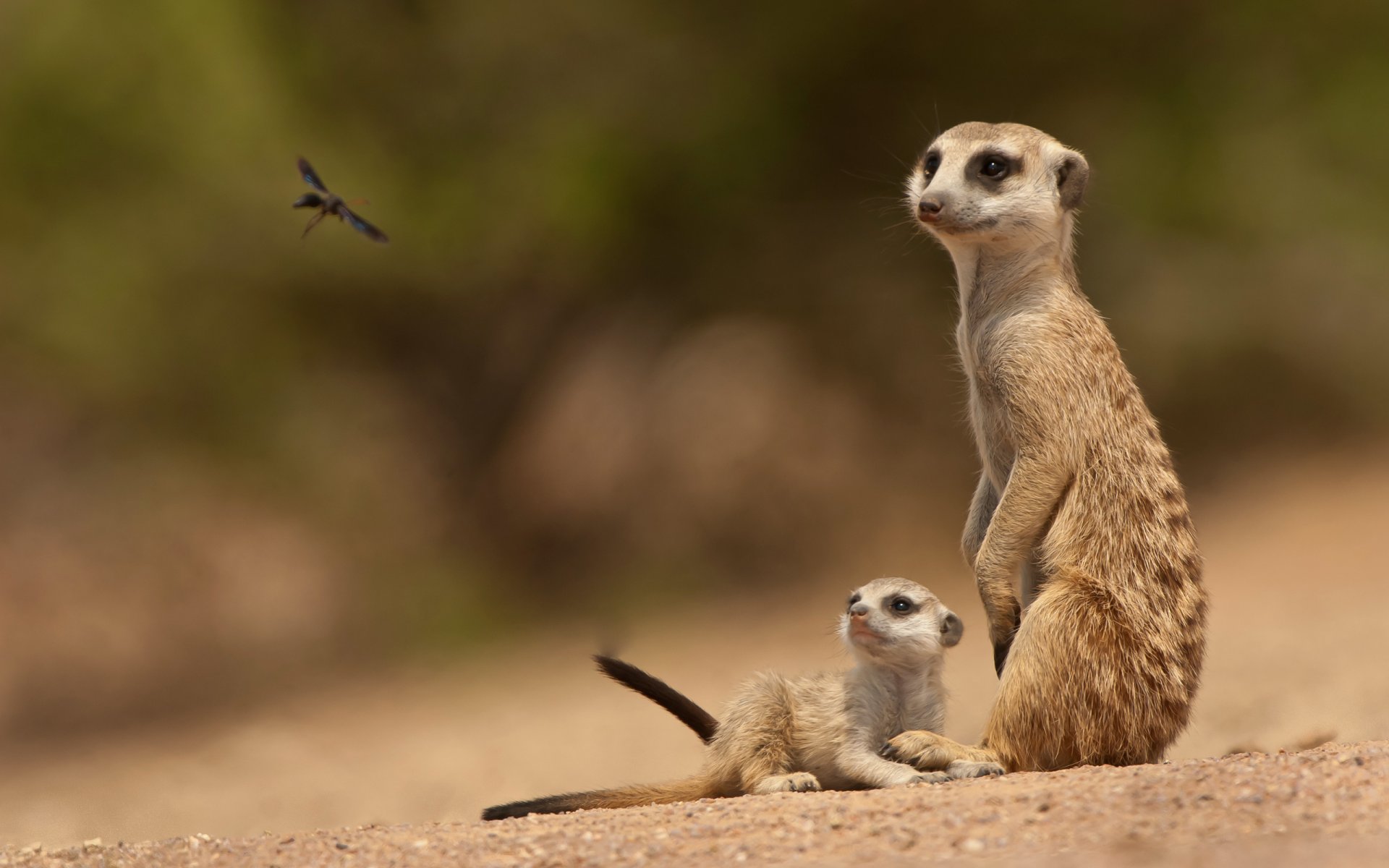 suricates bébé famille insecte