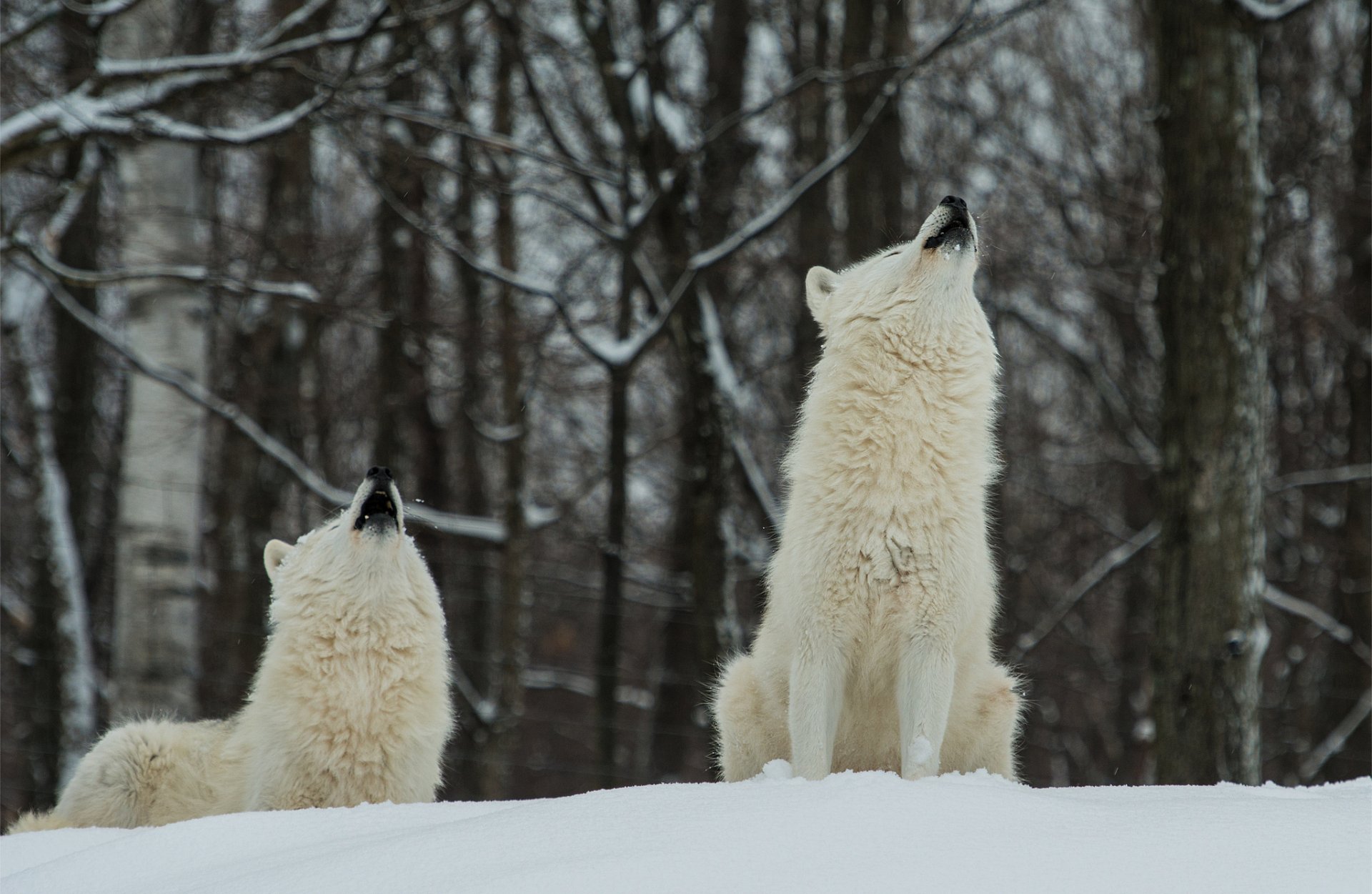 las zima śnieg wilki dwa białe polarne