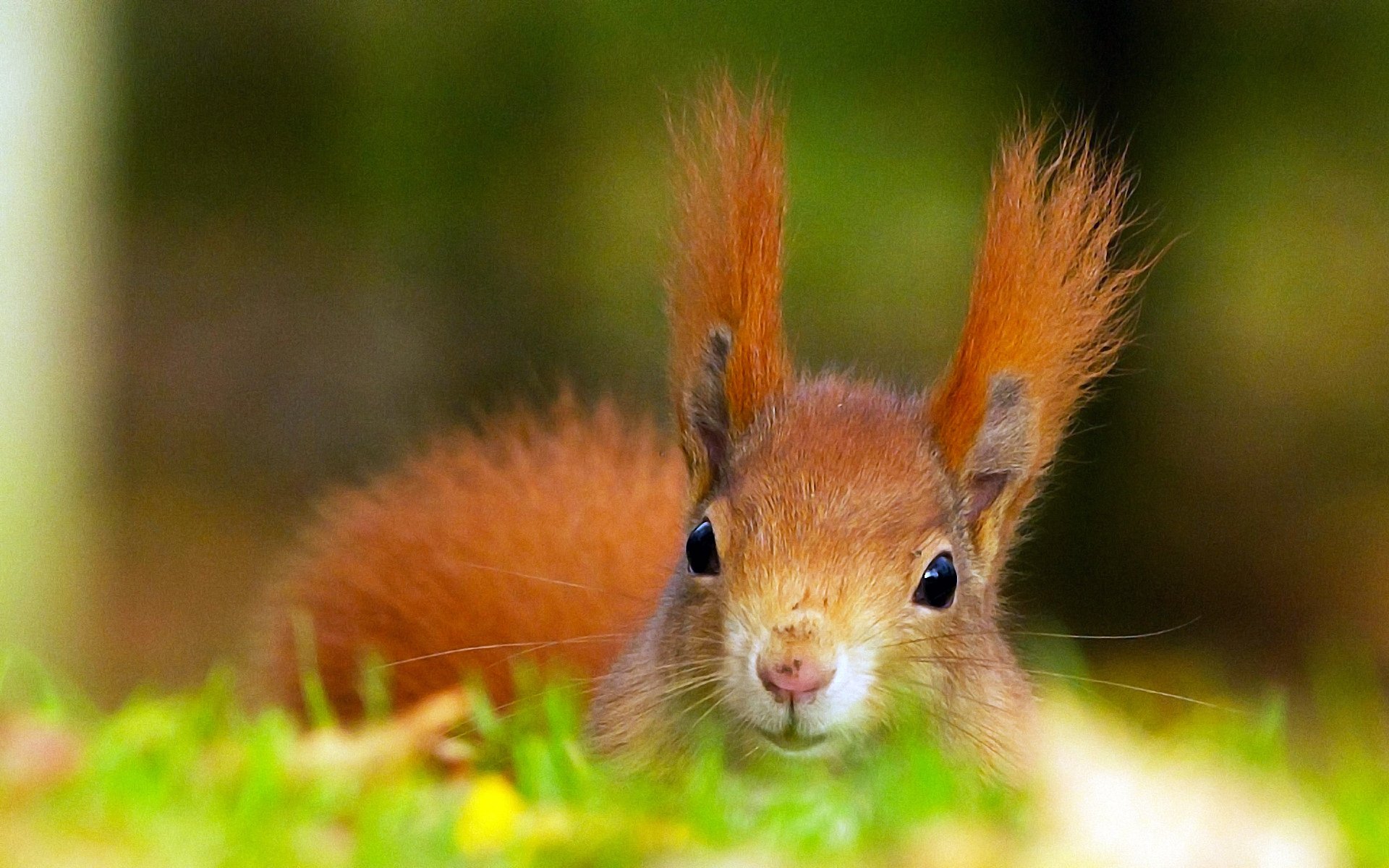 peludo pelirroja ardilla orejas cabeza