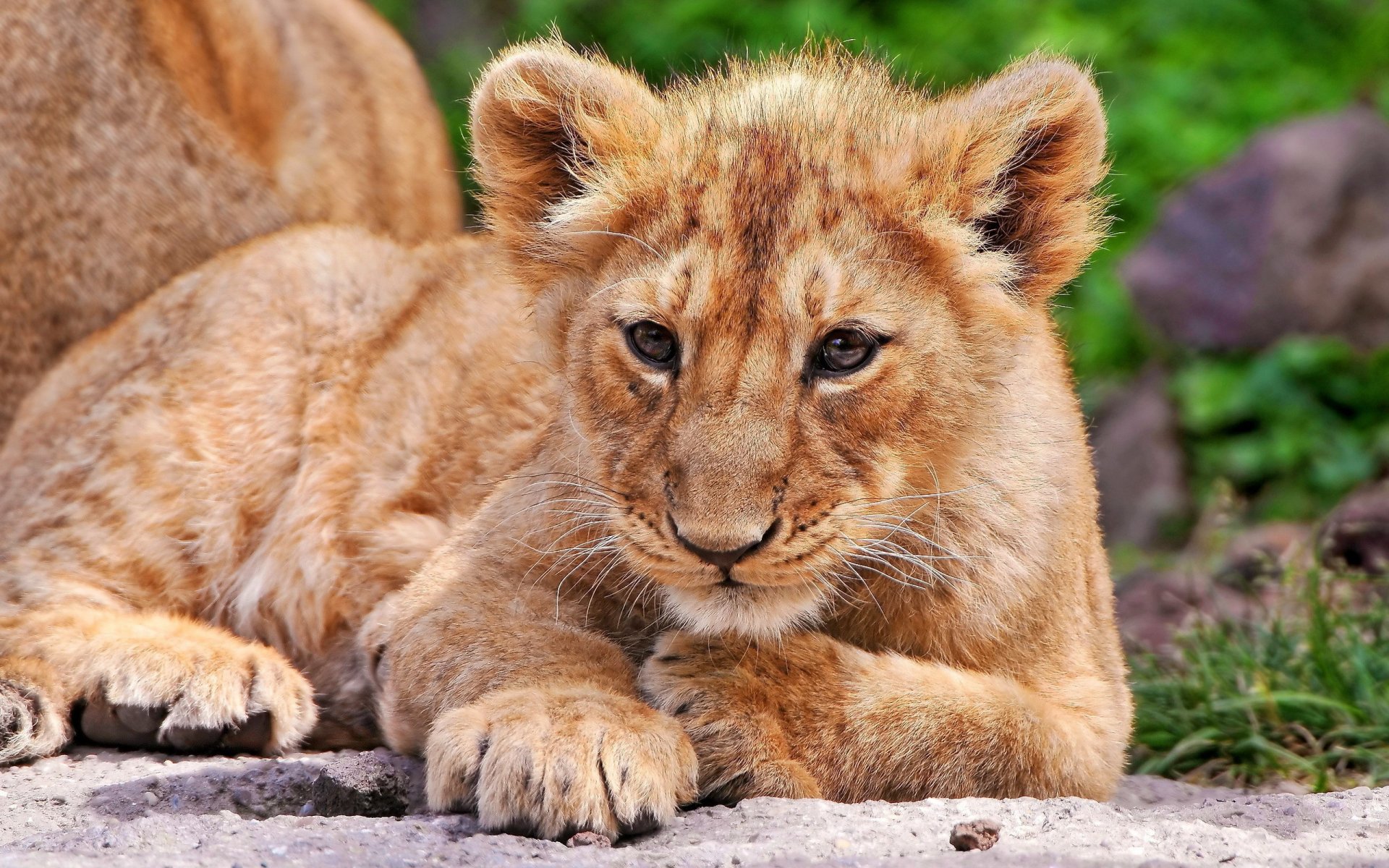 león león gato cachorro