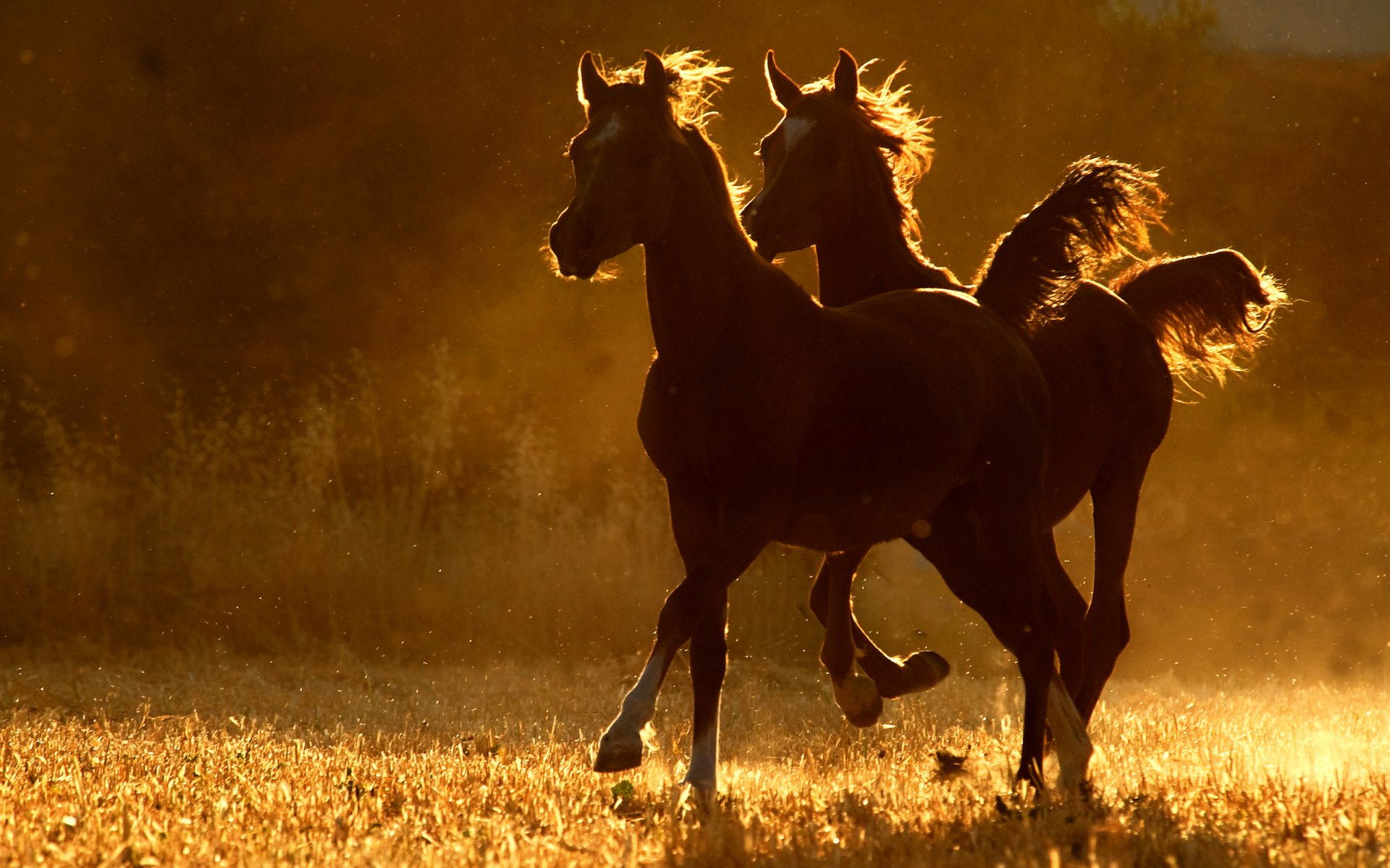 caballos dos correr