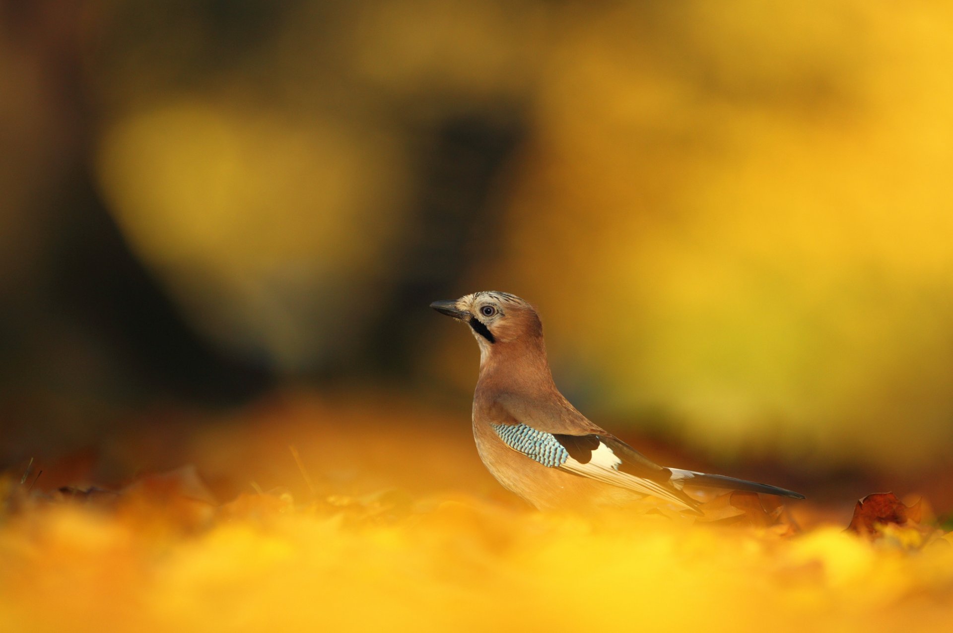 autumn leaves fallen yellow poultry jay