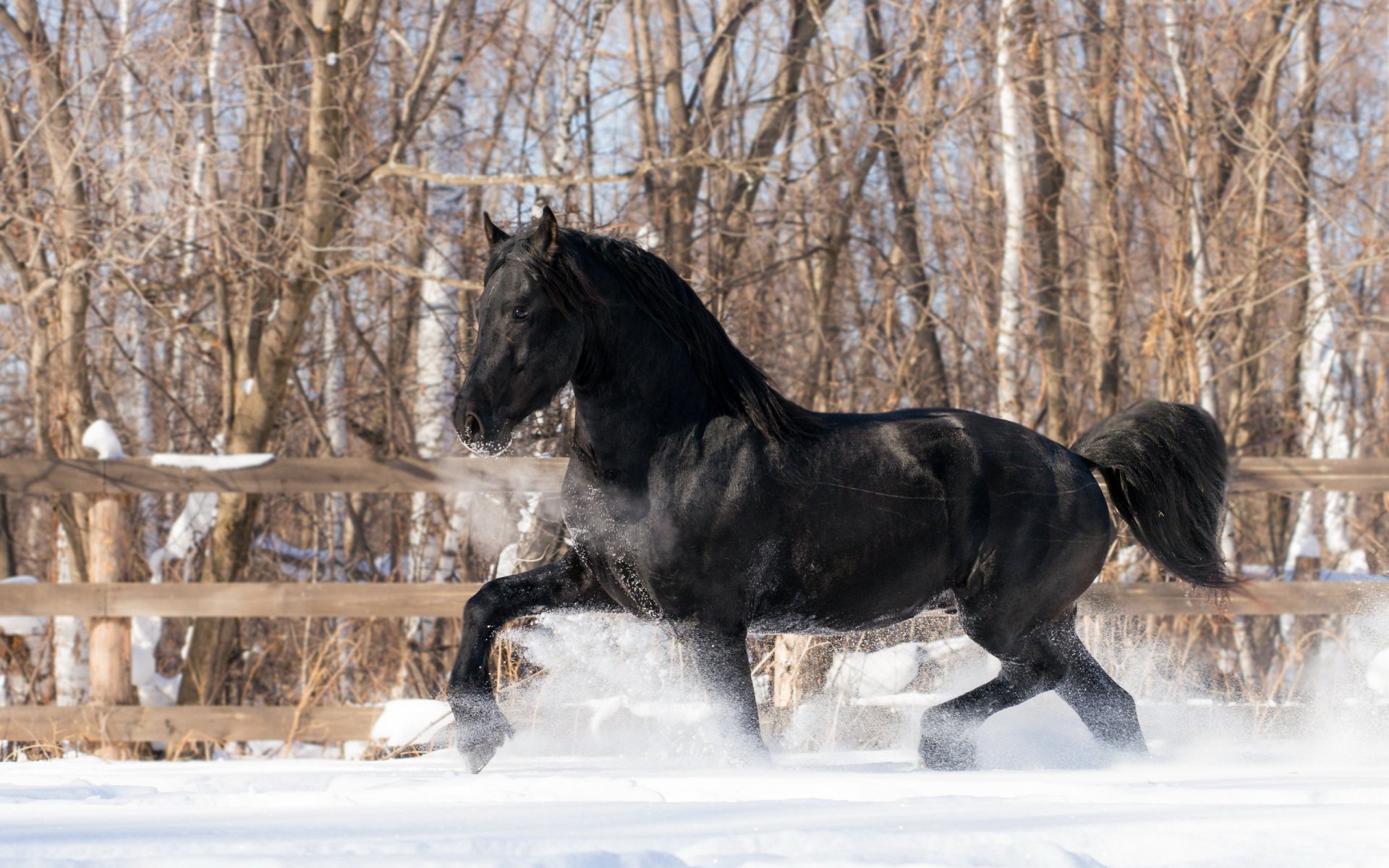 caballo invierno nieve