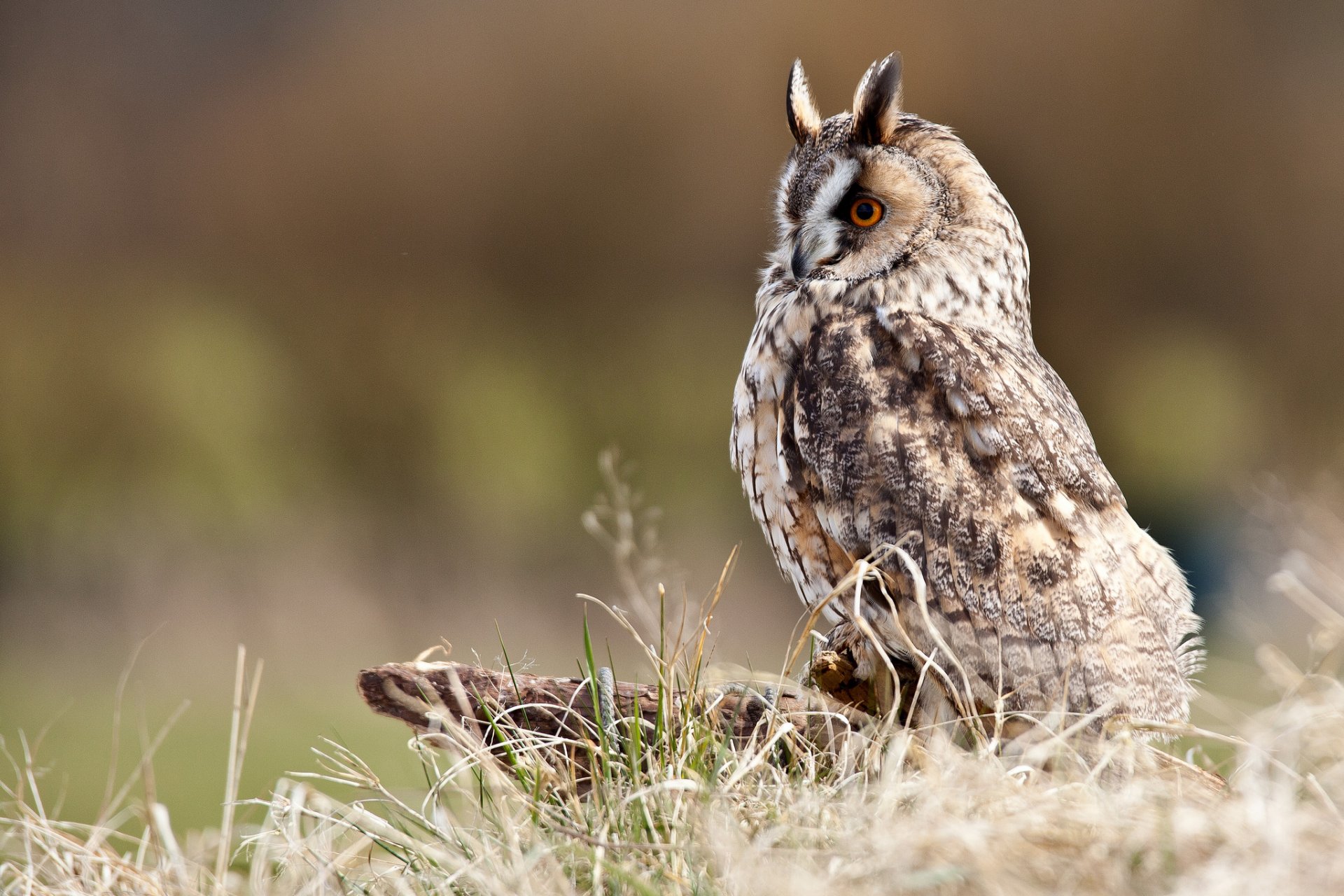 herbe souche oiseau hibou marais profil